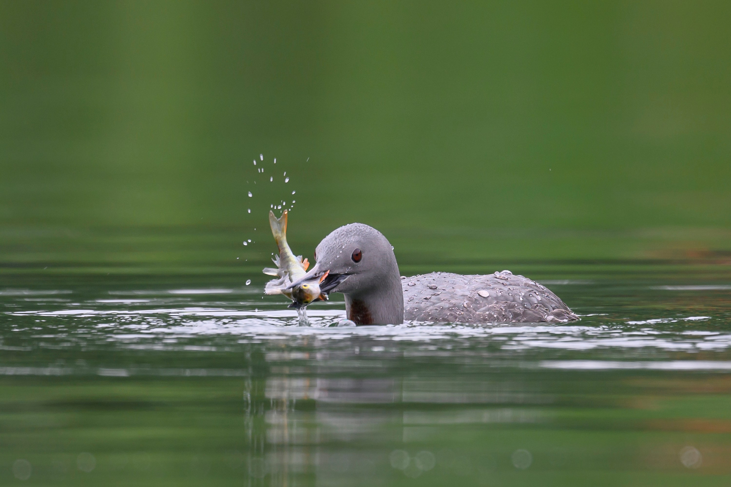 Краснозобая гагара. Wildlife photography by Sergey Puponin