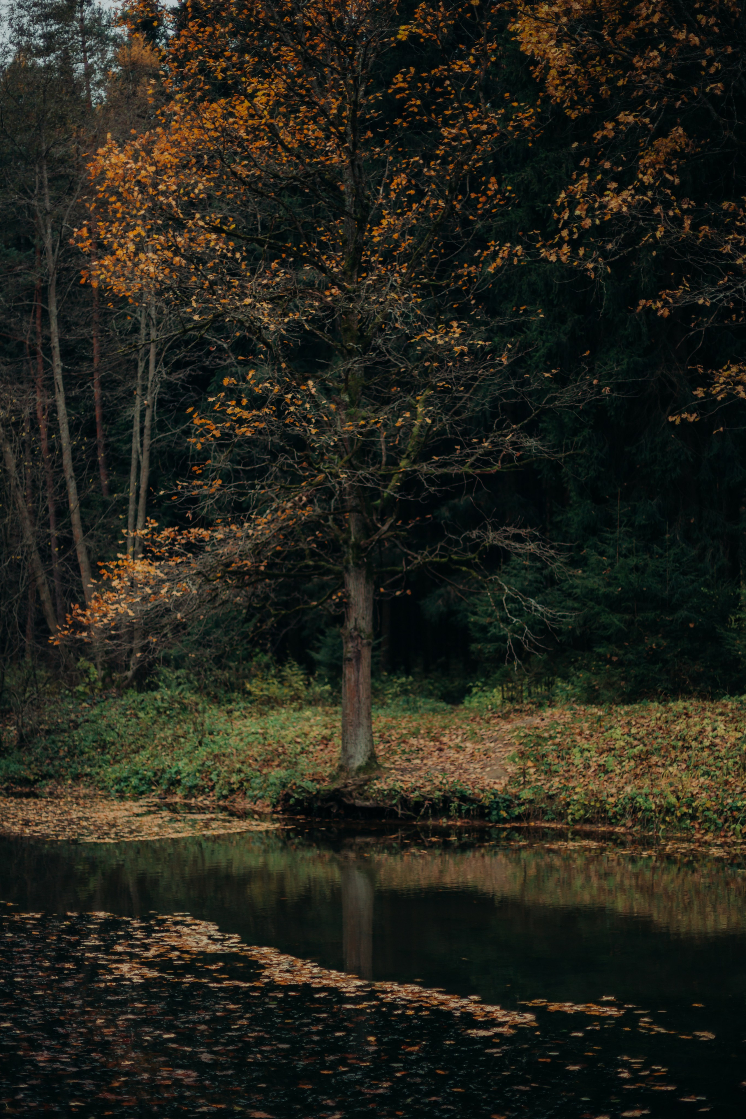 Александра. Главная