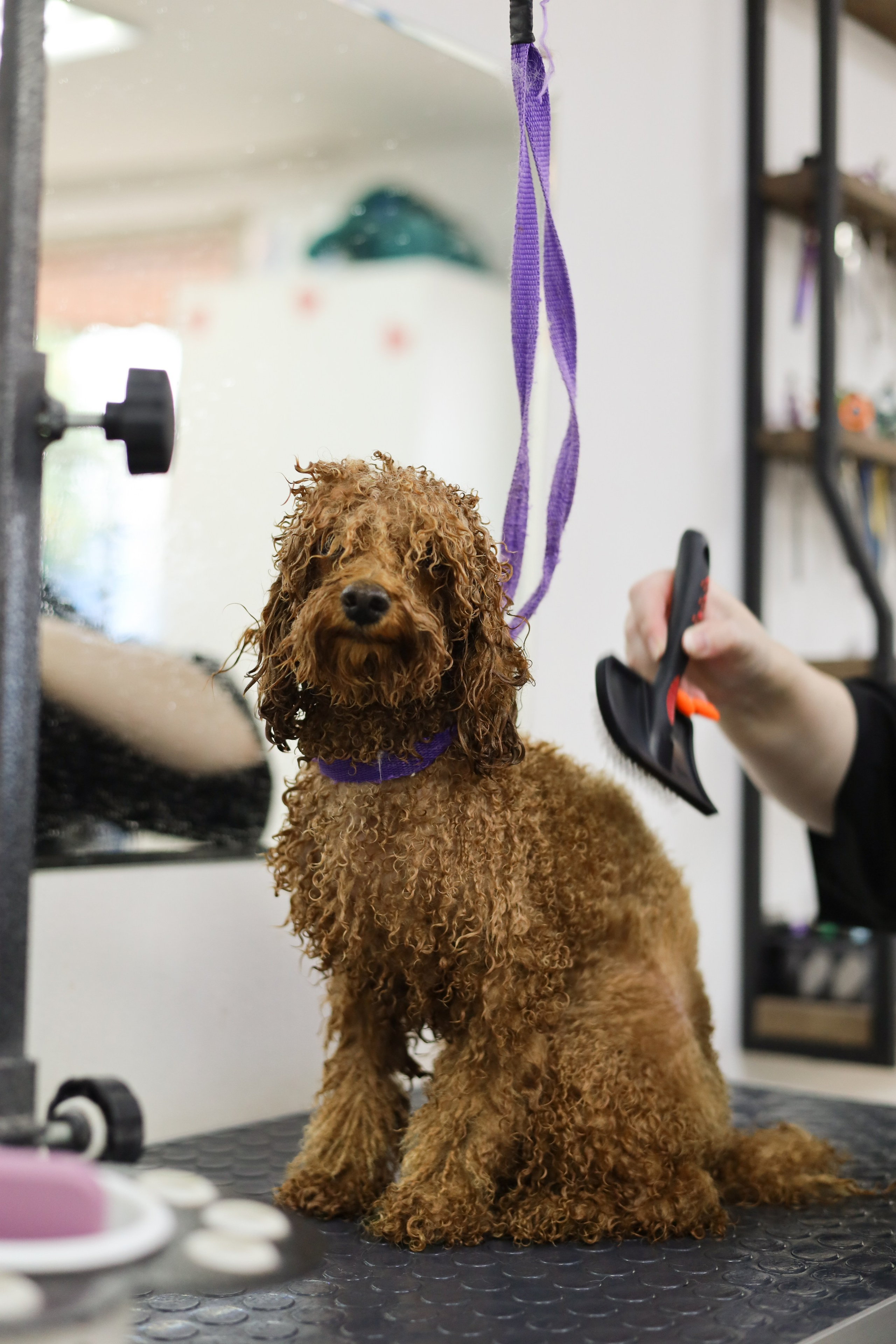 Груминг салон / Моська. Фотограф Мурманск | Нижний Новгород • Анна Хижняк