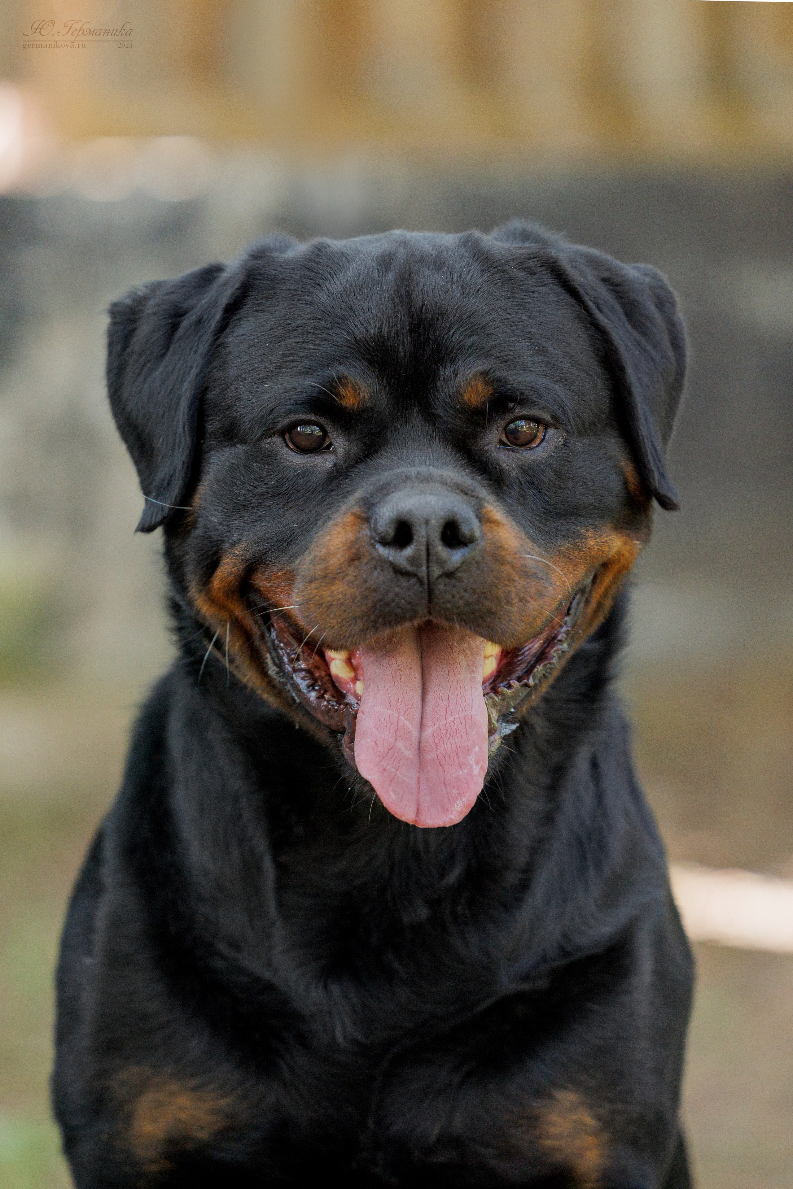 Астана 2хCACIB 17-18.08.2024. Фотограф-анималист Юлия Германика