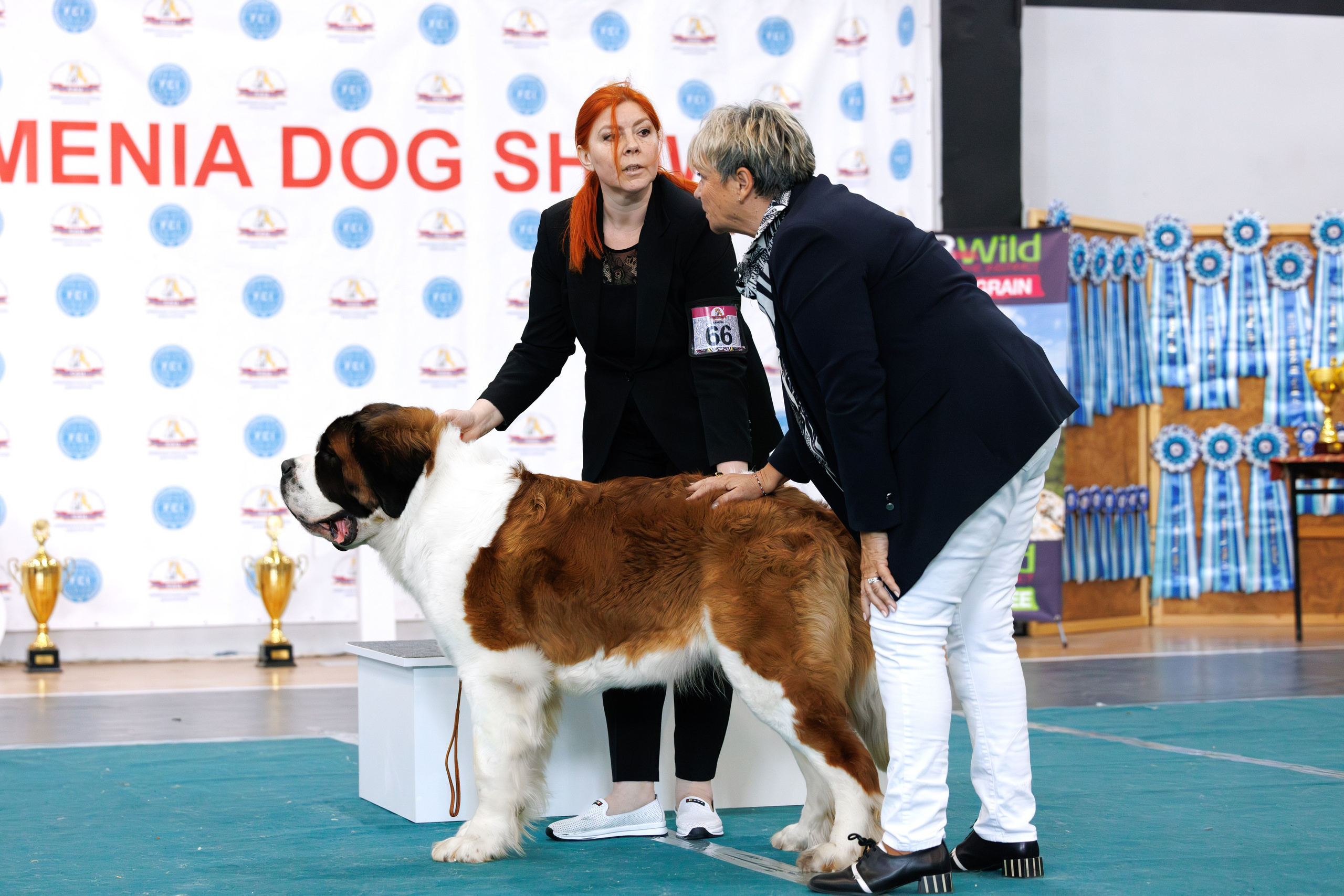 Ереван 2х CACIB 29-30.04.2025. Фотограф-анималист Юлия Германика