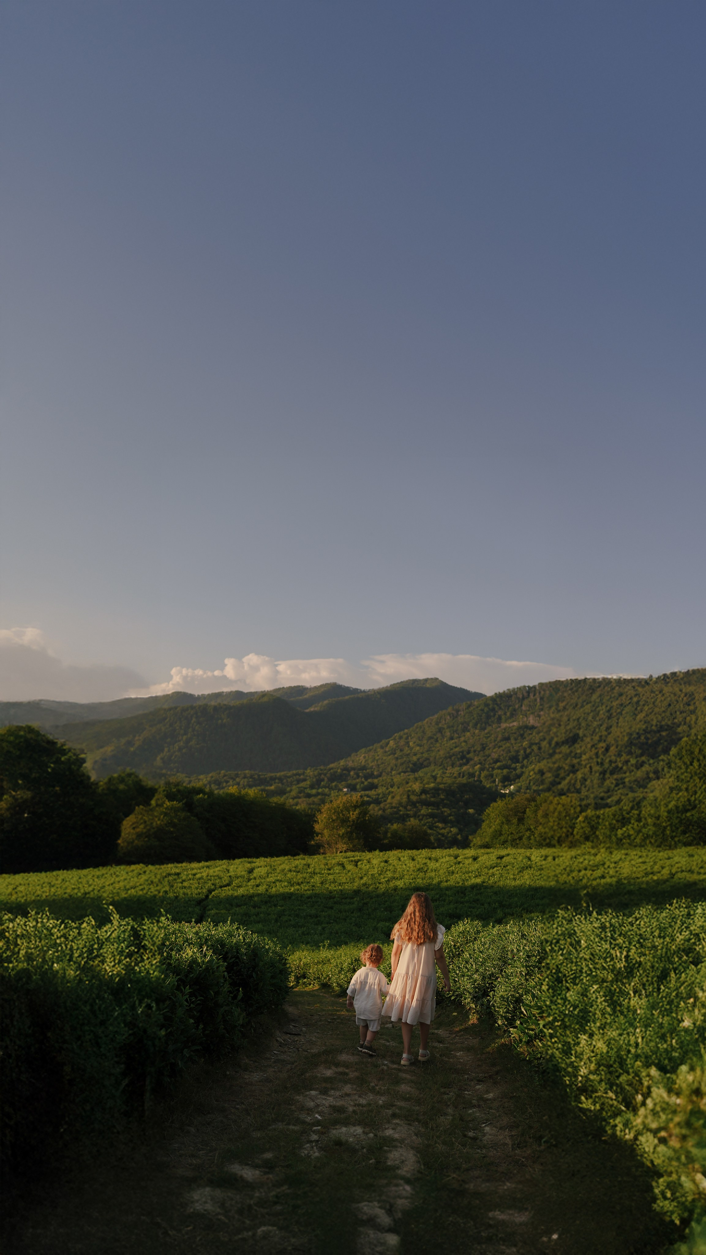 Чайные плантации. Милана Довгаль - семейный фотограф и видеограф  в Адлере и Сочи