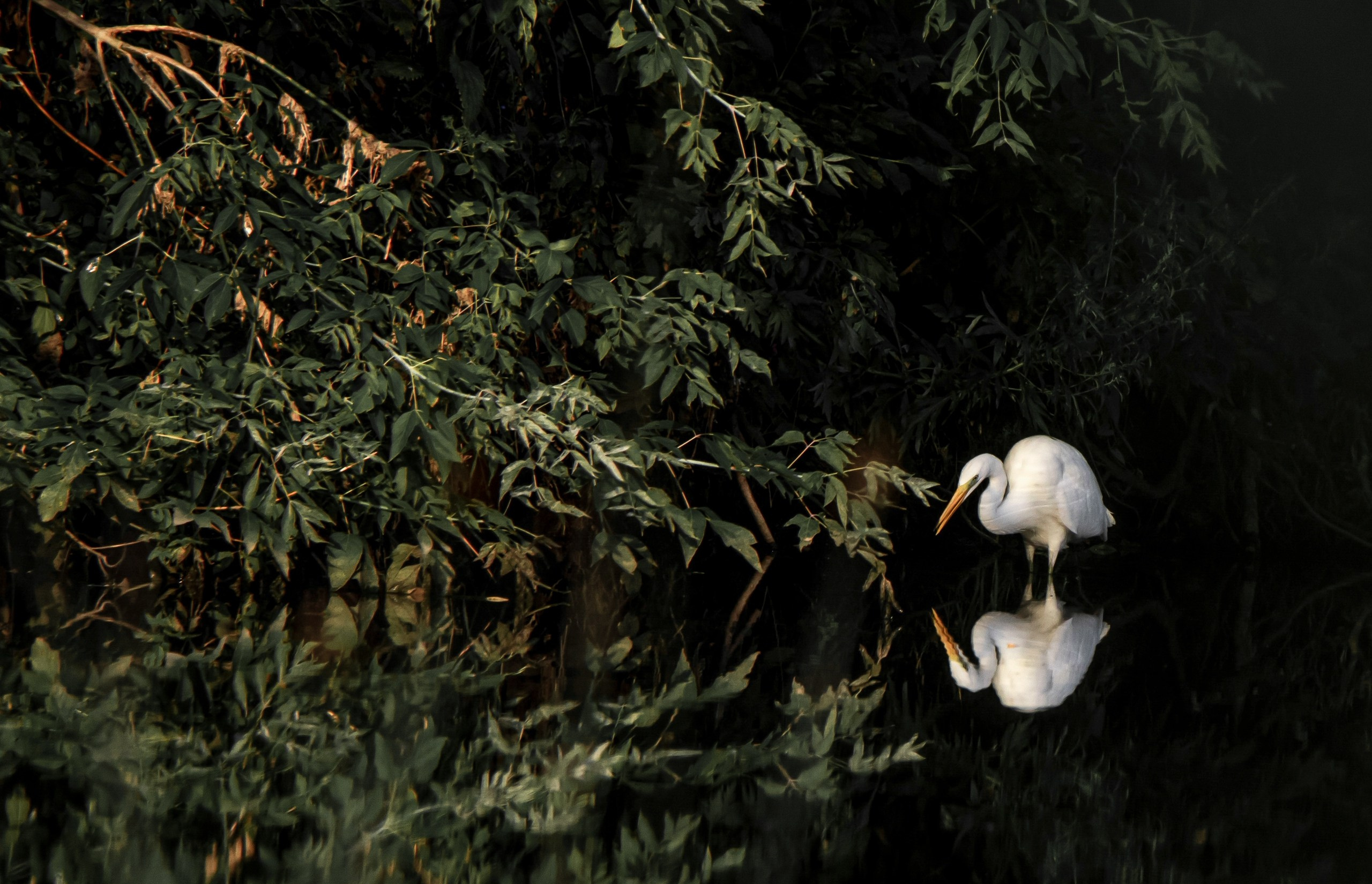 Begomvprofcom.wfolio.pro