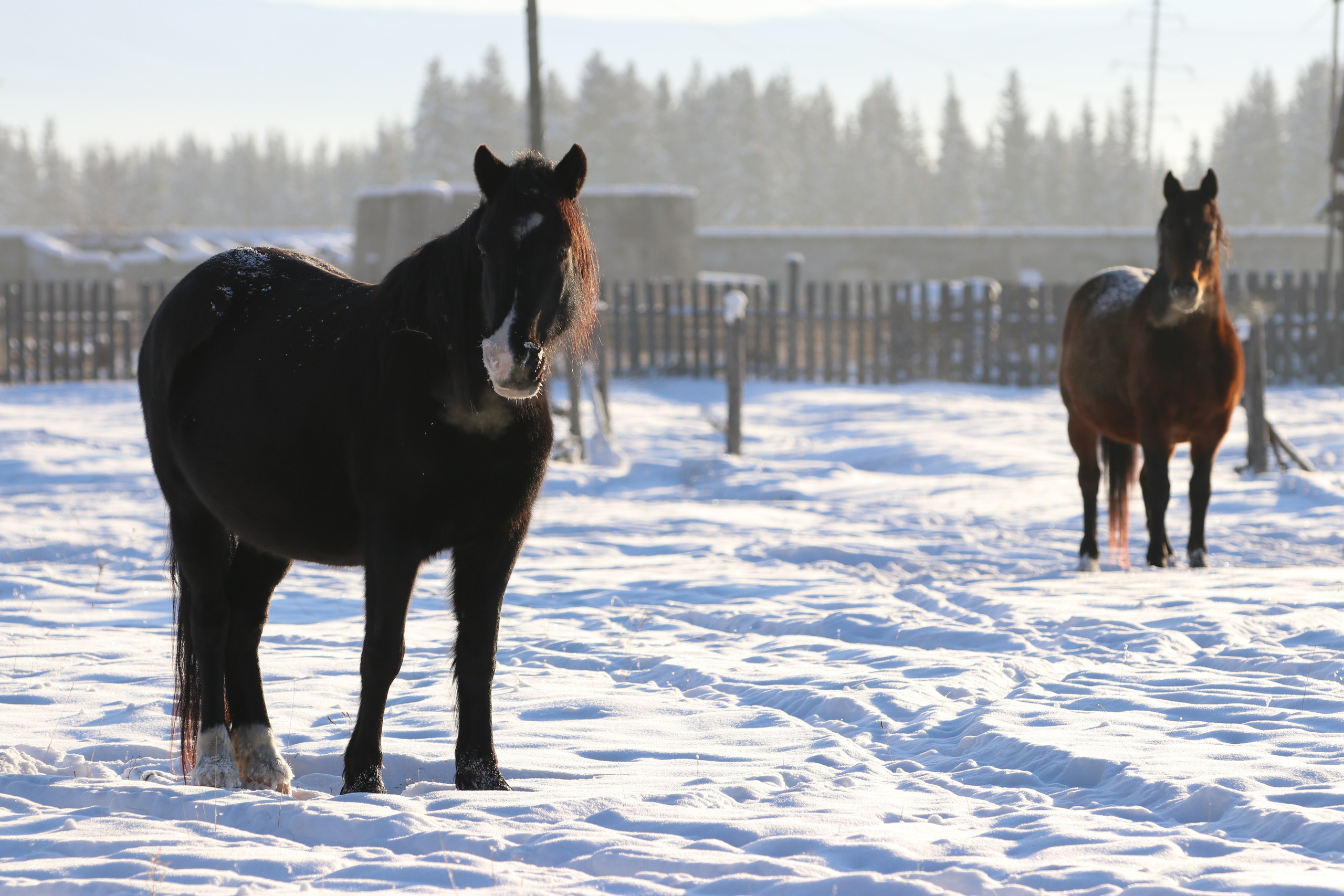 Аршан. Январь 2022. Путешественник-фотограф из Санкт-Петербурга Татьяна Свистулина