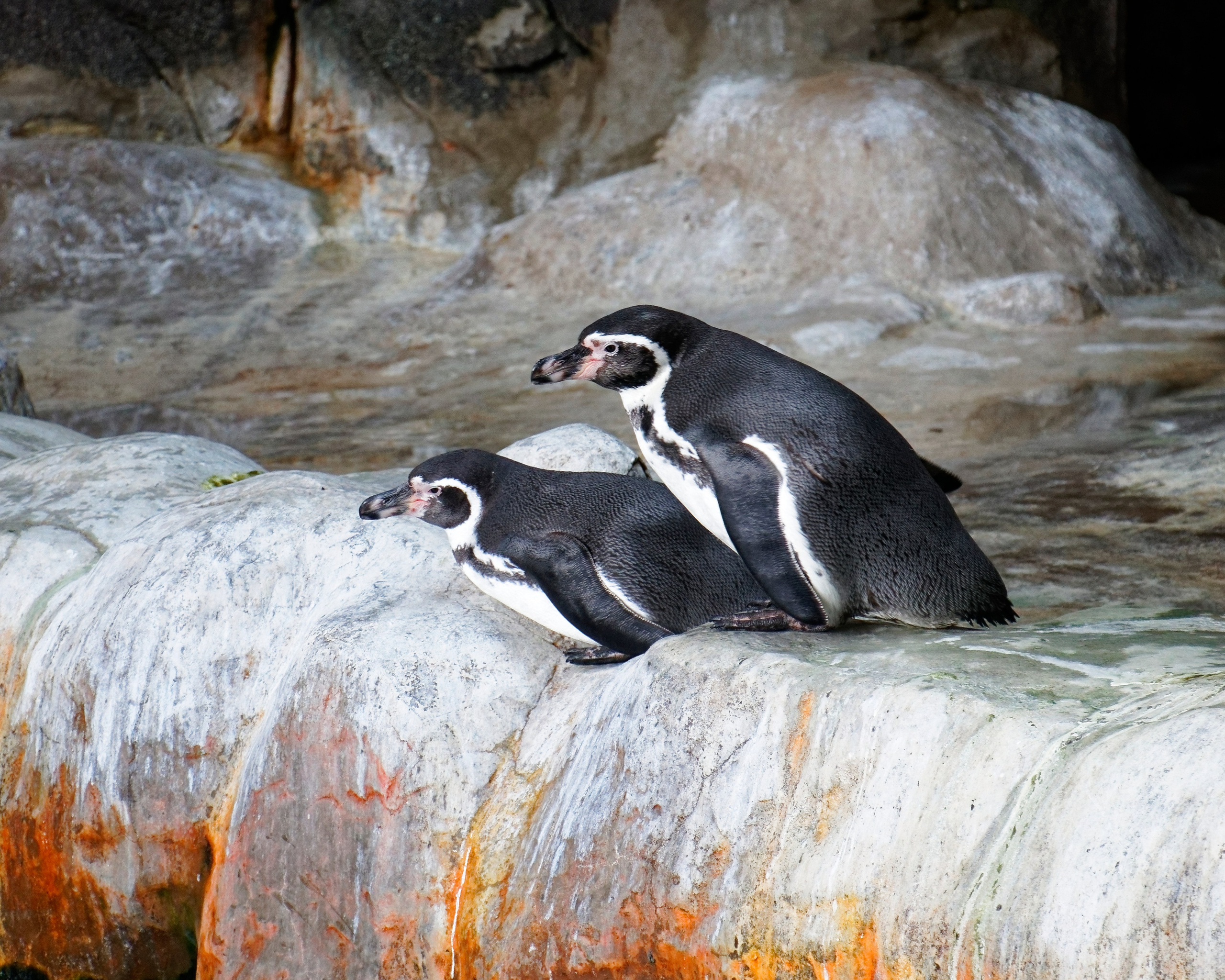 МОСКОВСКИЙ ЗООПАРК. Фотограф Владимир Роля