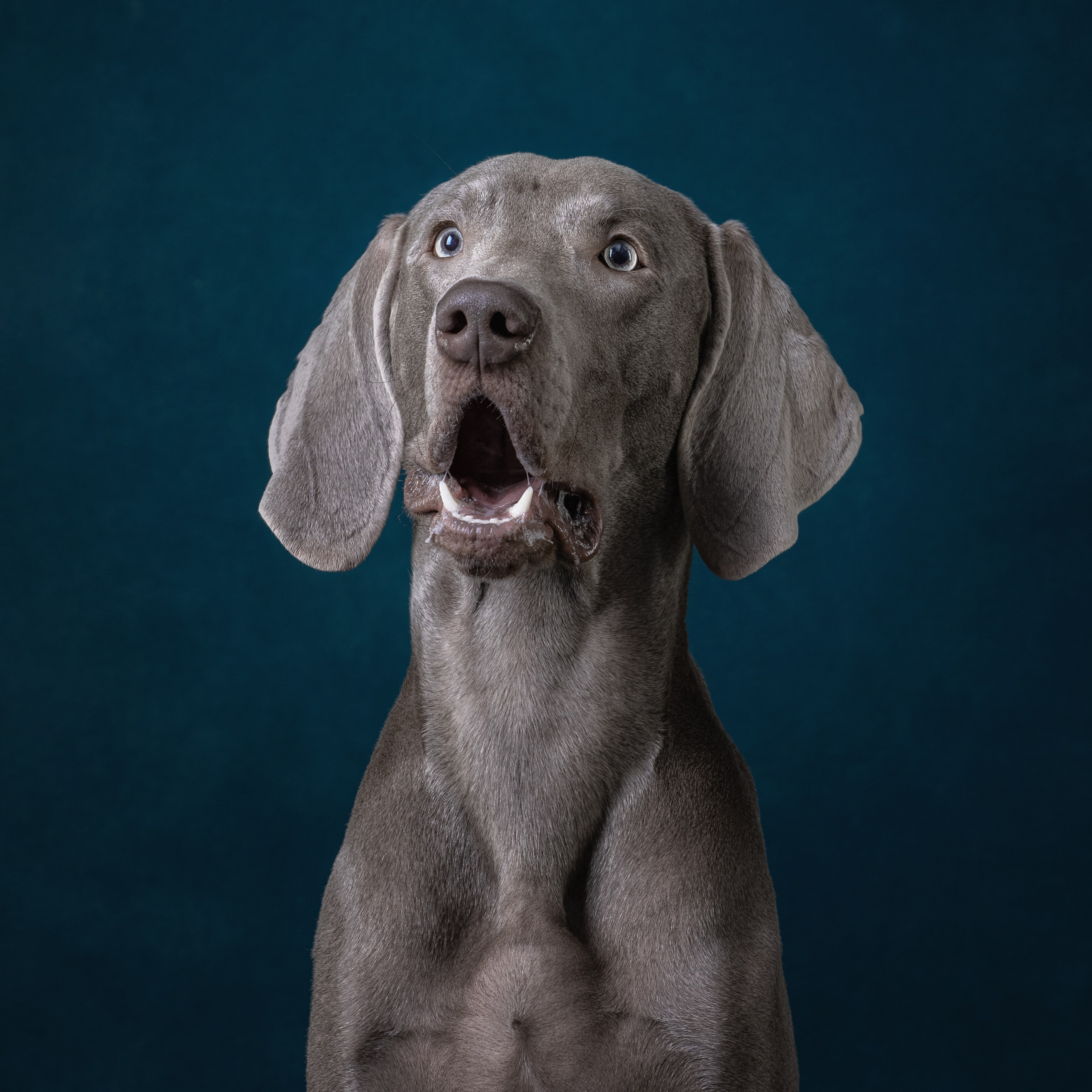 Студийная съемка веймаранера. Фотограф-анималист Юлия Зубкова