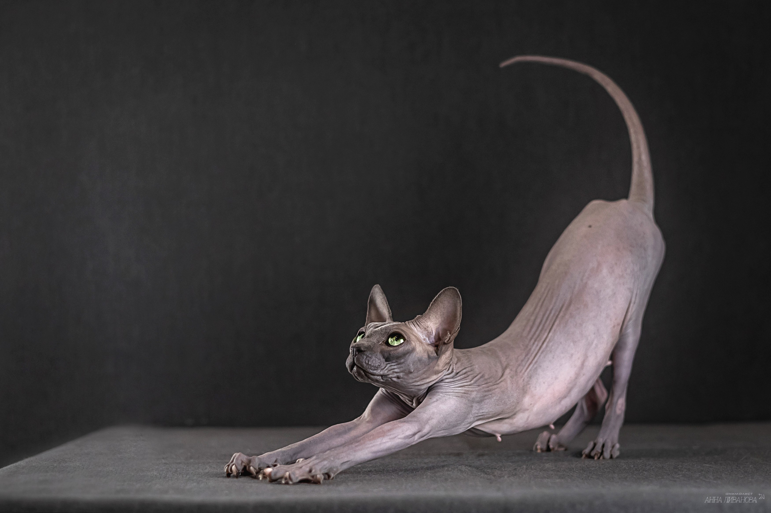 Голубая киса сфинкс. Фотограф анималист Аня Ливанова | Рыбинск