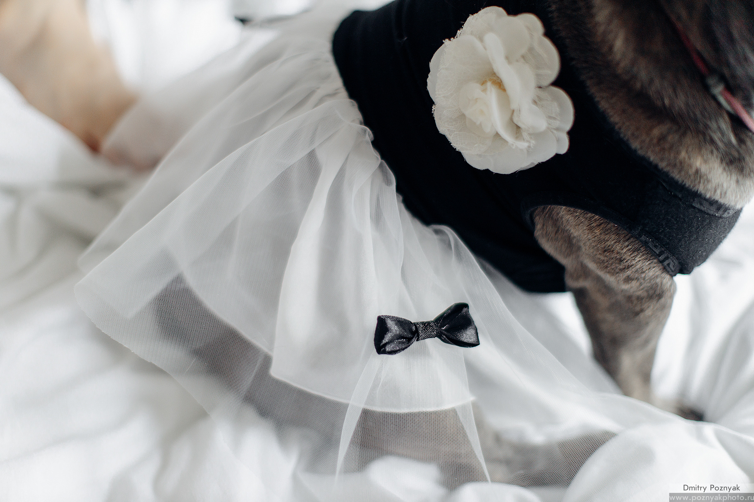 Свадьба Паши и Насти. Дмитрий Позняк — свадебный фотограф в Брянске. Личный сайт фотографа
