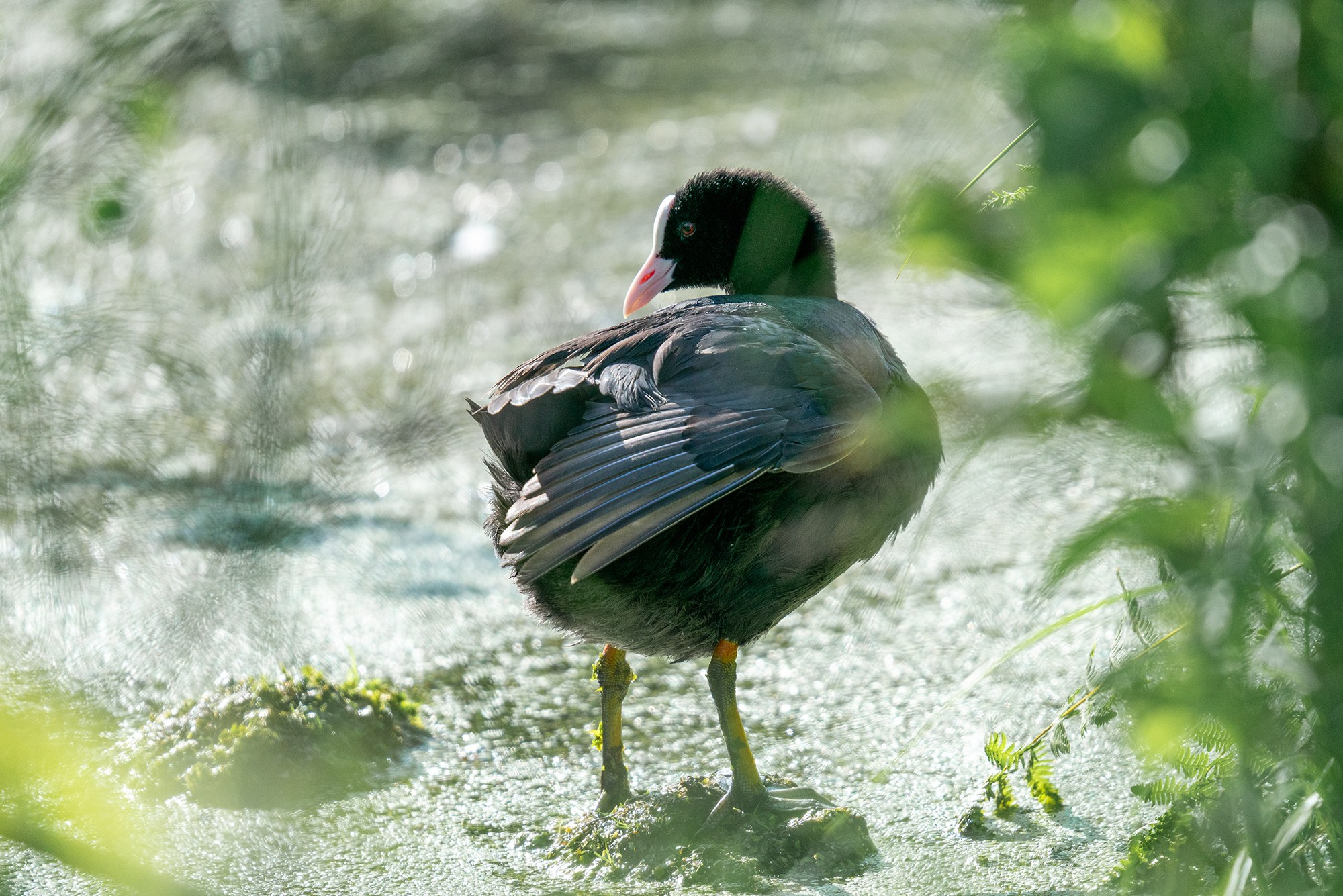 Удивительные мир птиц. Вокруг нас столько прекрасного — присмотритесь!. Ваш личный фотограф Марина Волкова