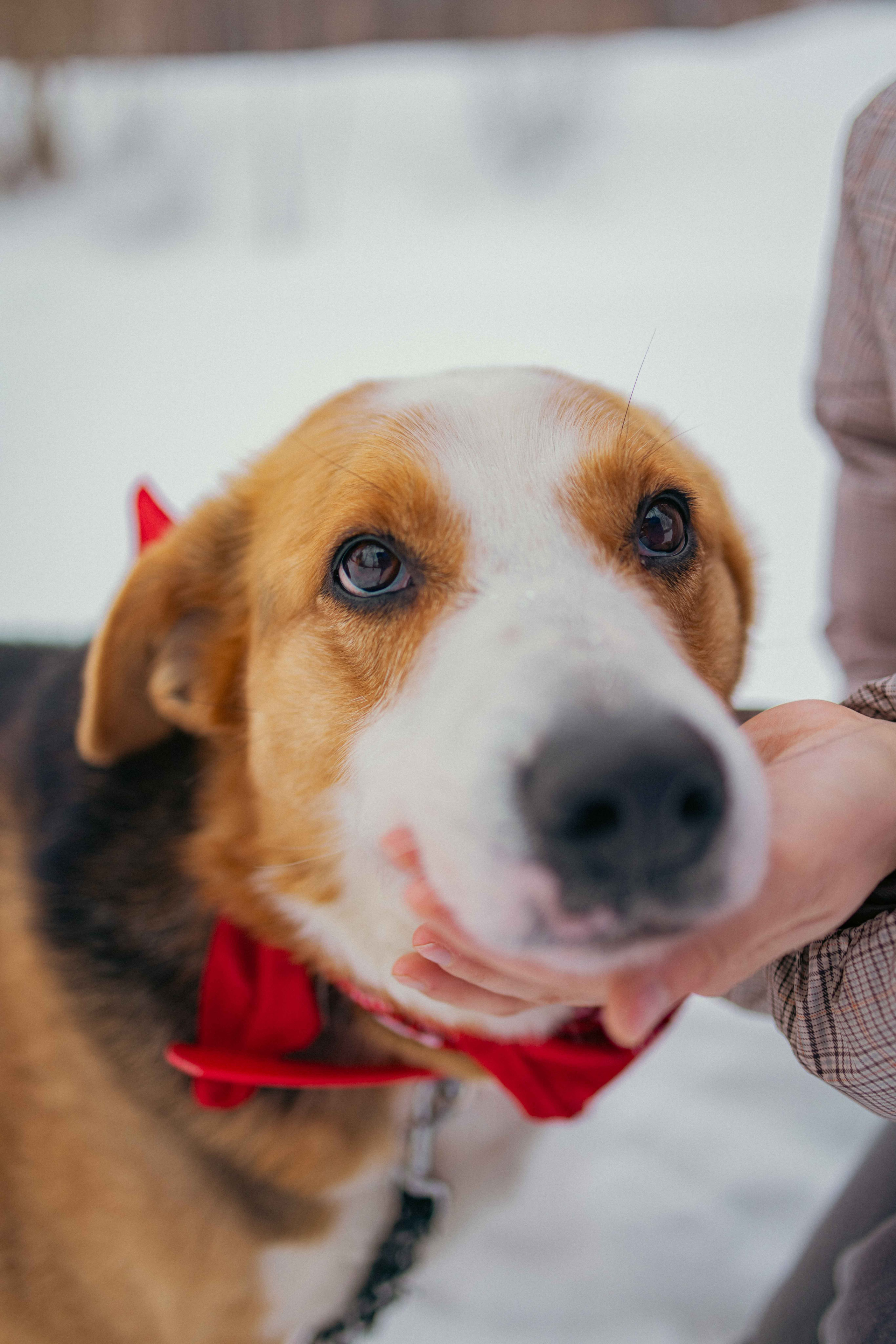 Петя. Фотограф-анималист в Москве Лера Черноног