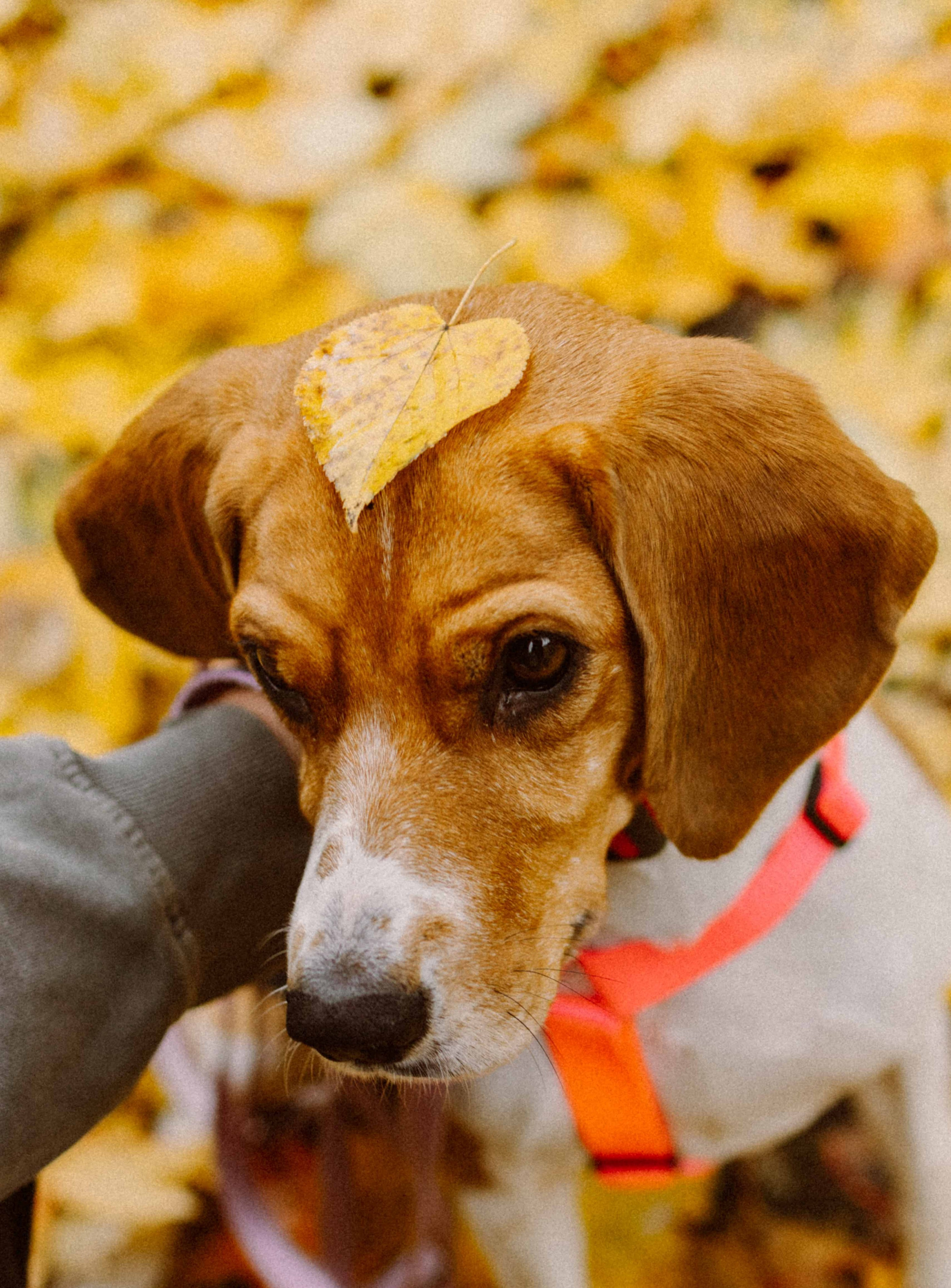 Света и Ива. Фотограф-анималист в Москве Лера Черноног