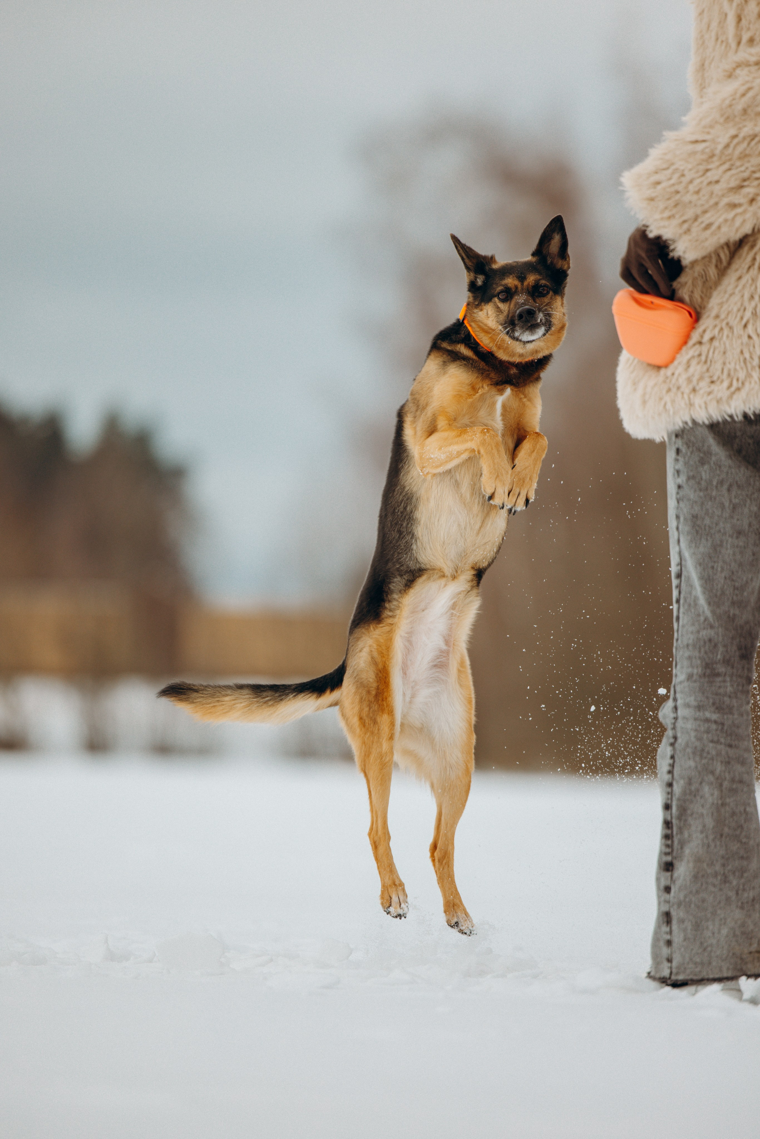 Ника, Матиша и Герда. Фотограф-анималист в Москве Лера Черноног