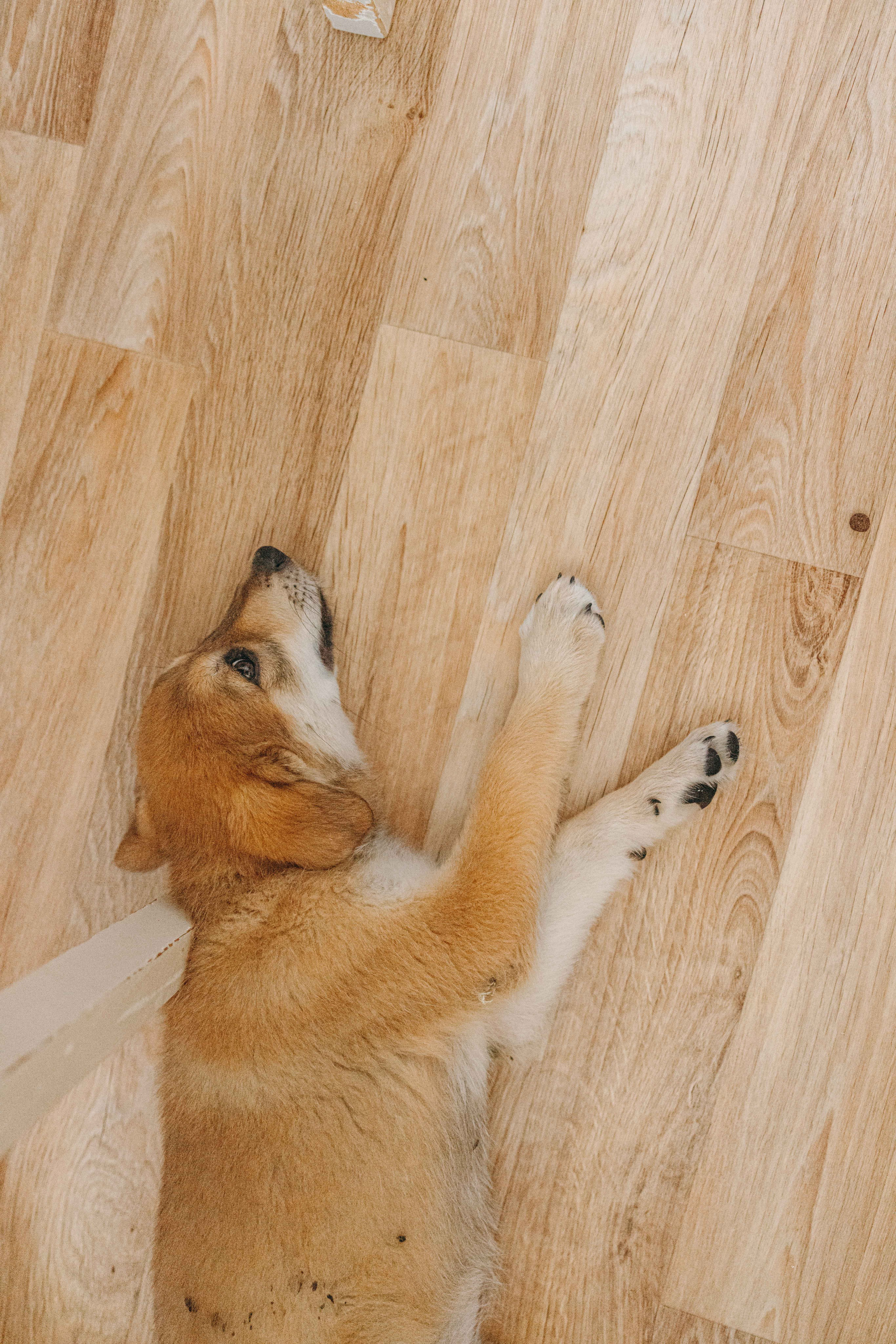 Щеночки на кухне. Фотограф-анималист в Москве Лера Черноног