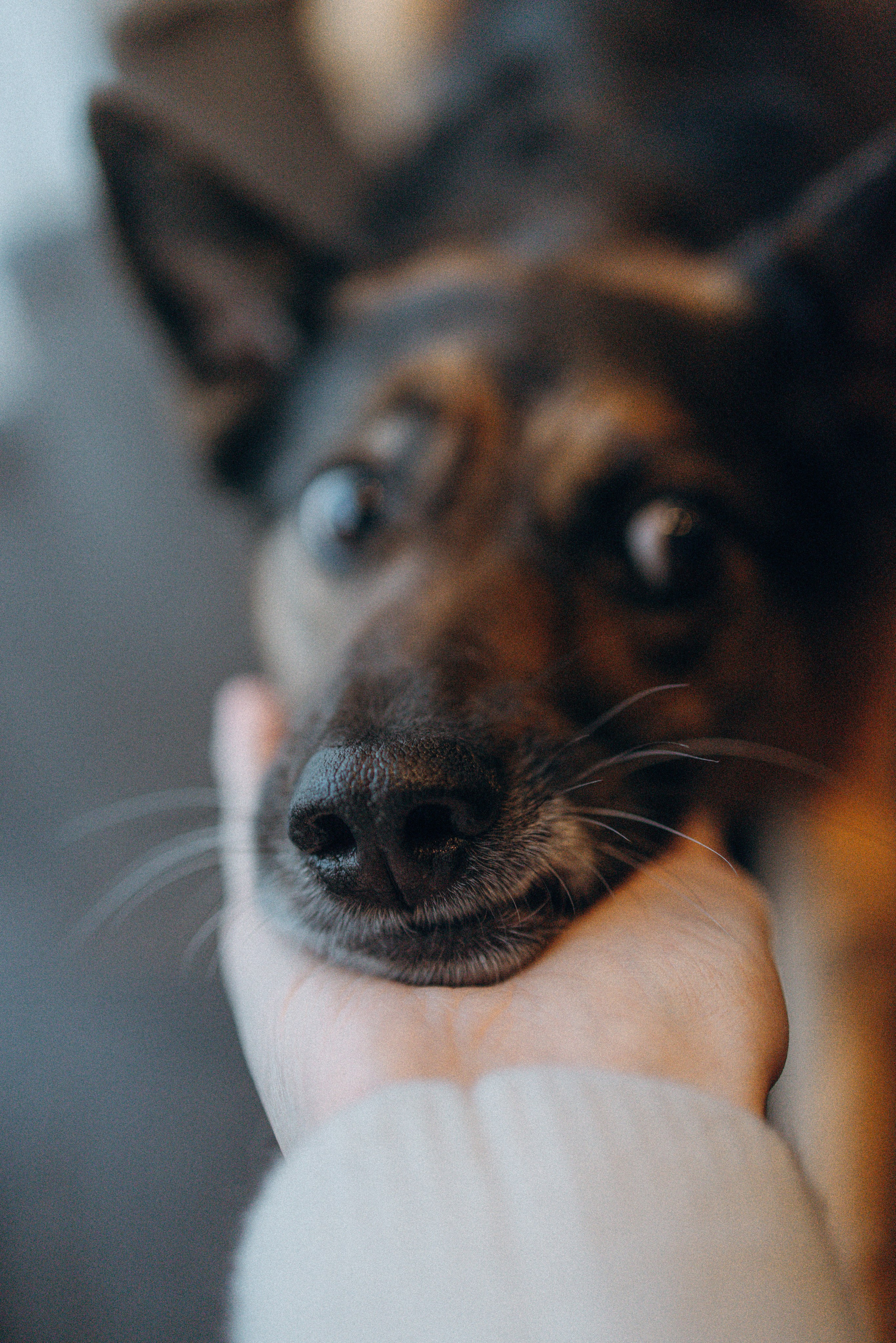 Ника, Матиша и Герда. Фотограф-анималист в Москве Лера Черноног