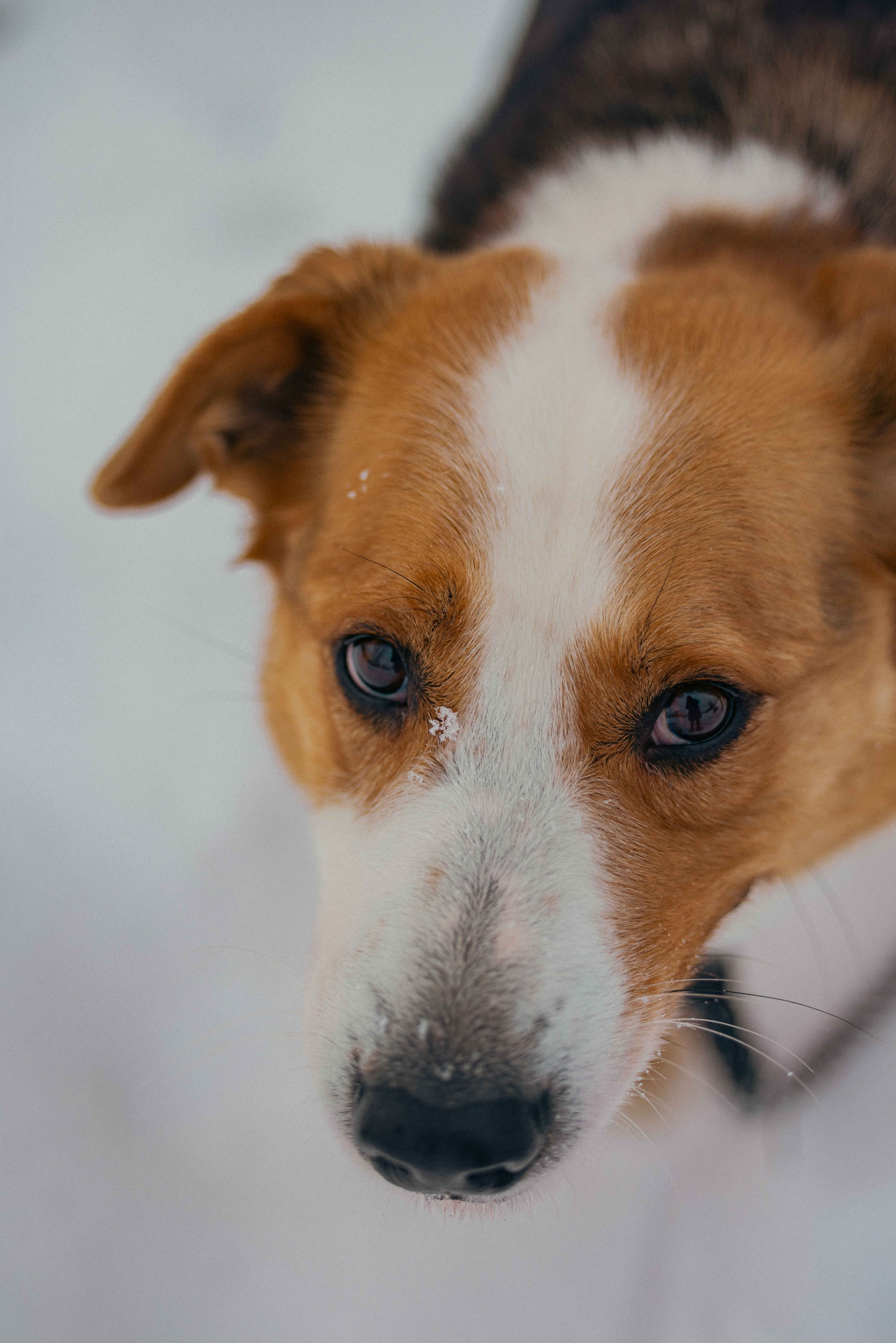 Петя. Фотограф-анималист в Москве Лера Черноног
