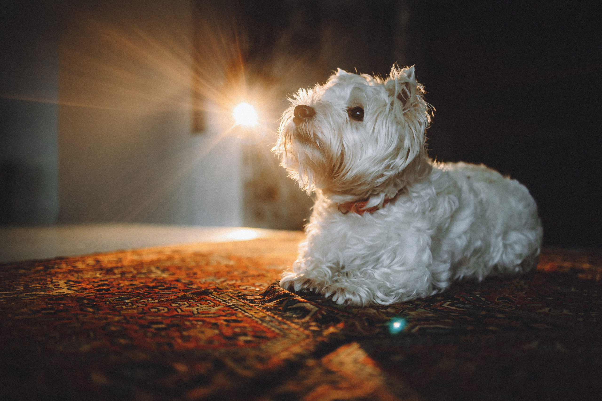 Вика, Глеб и Тори