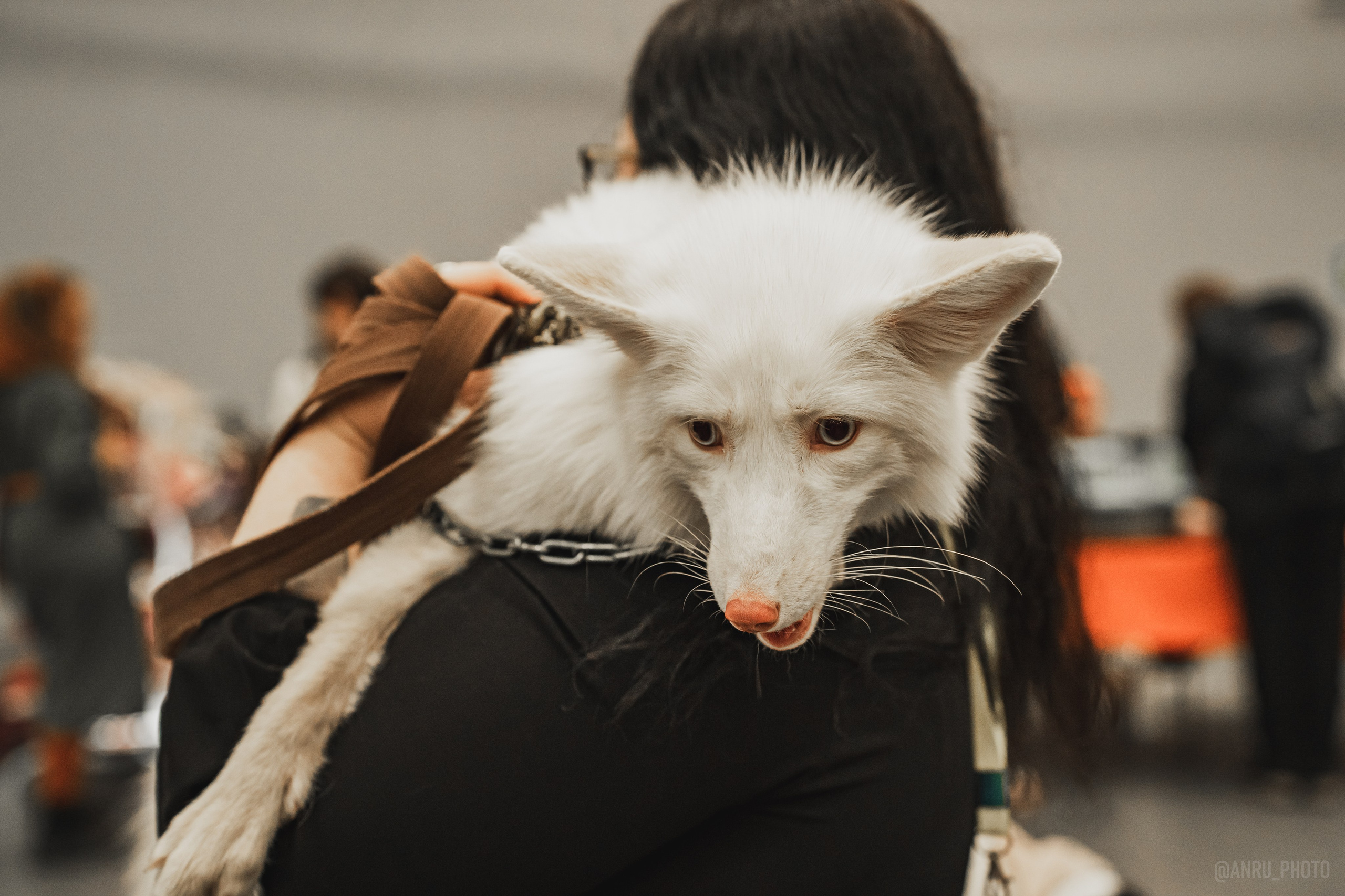 Fox Family fest. Репортажный фотограф Анастасия Рубцова