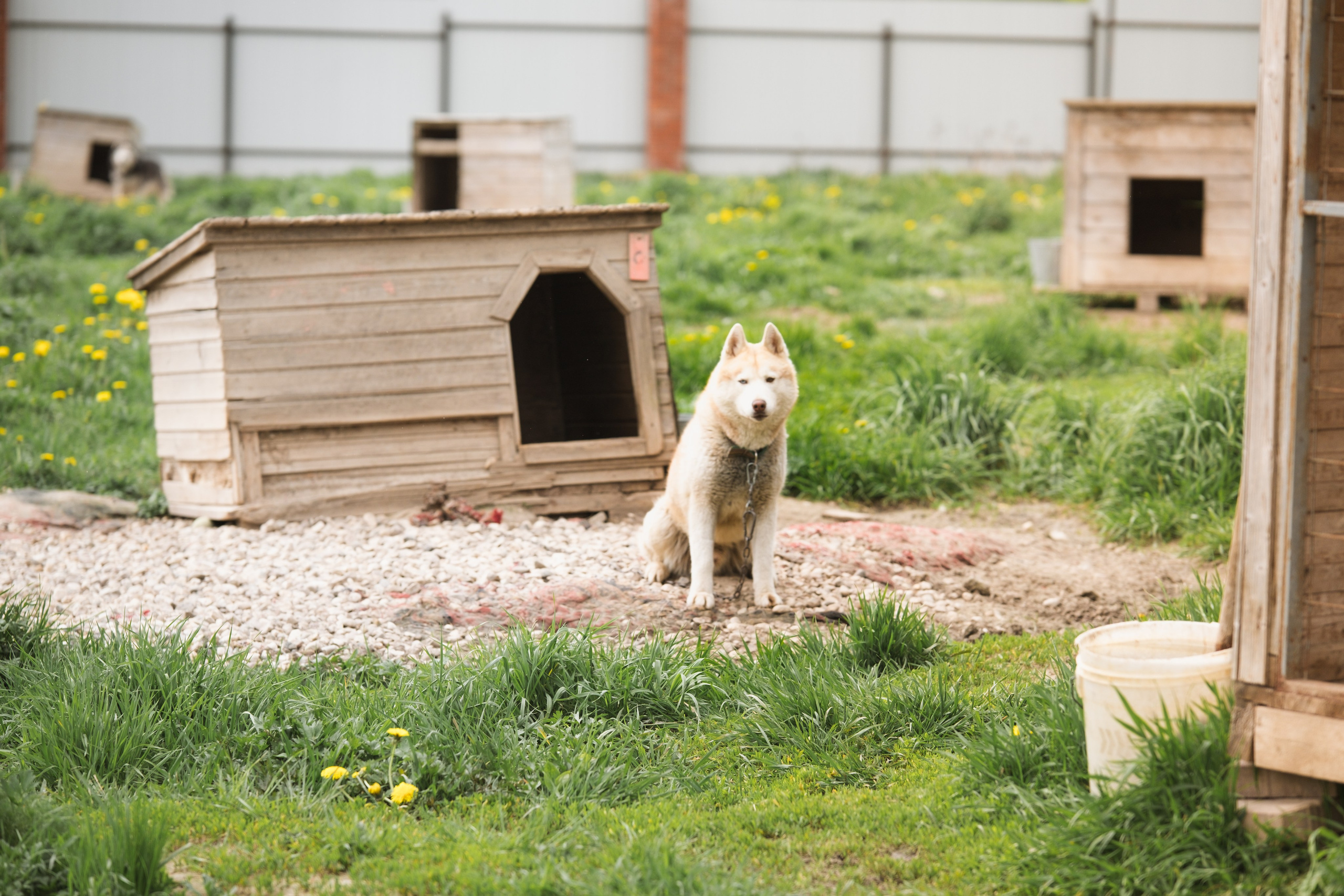 Приют Хаски. KRUTOVA_фотографирую жизнь