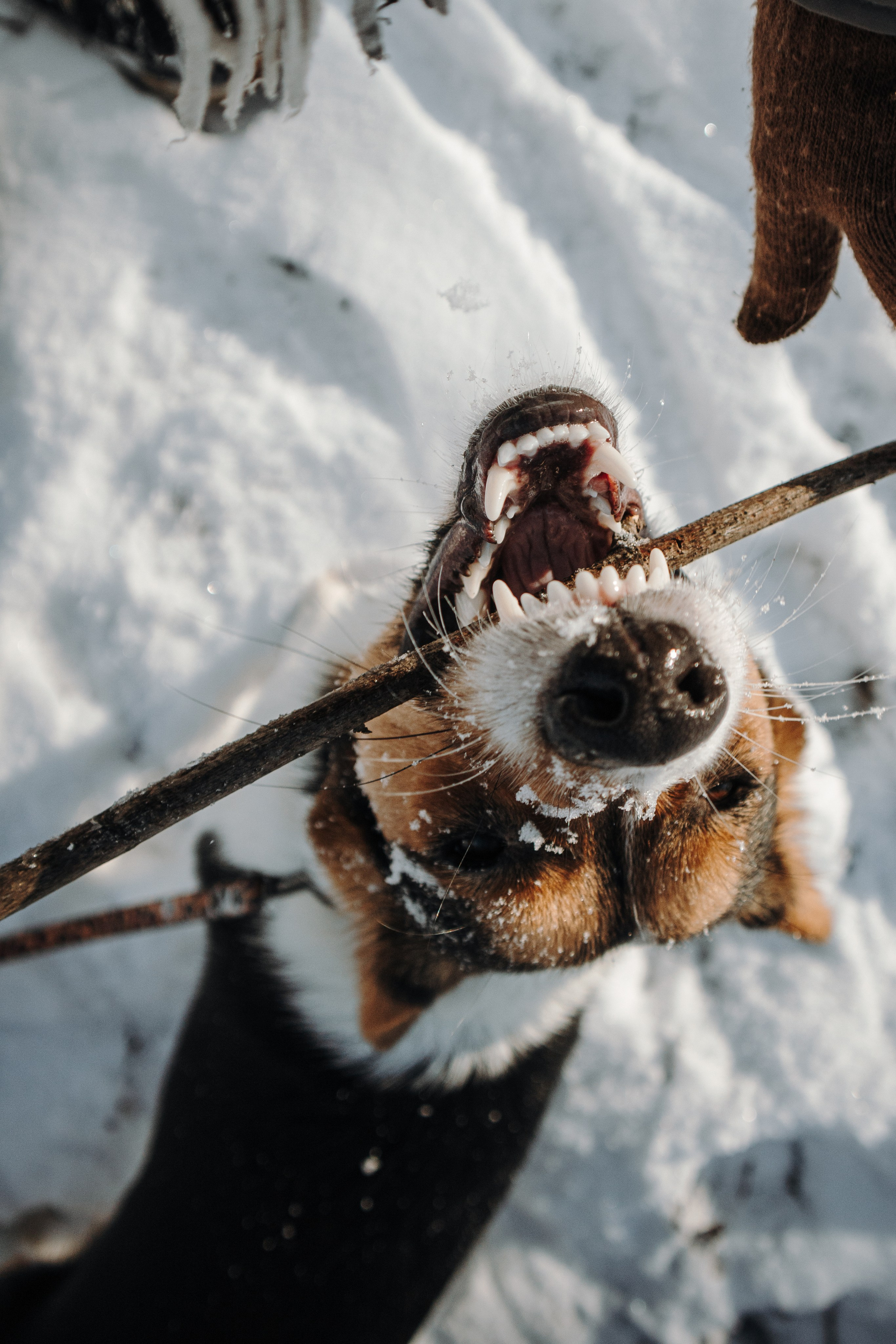 Катя и Дора. Фотограф-анималист в Санкт-Петербурге