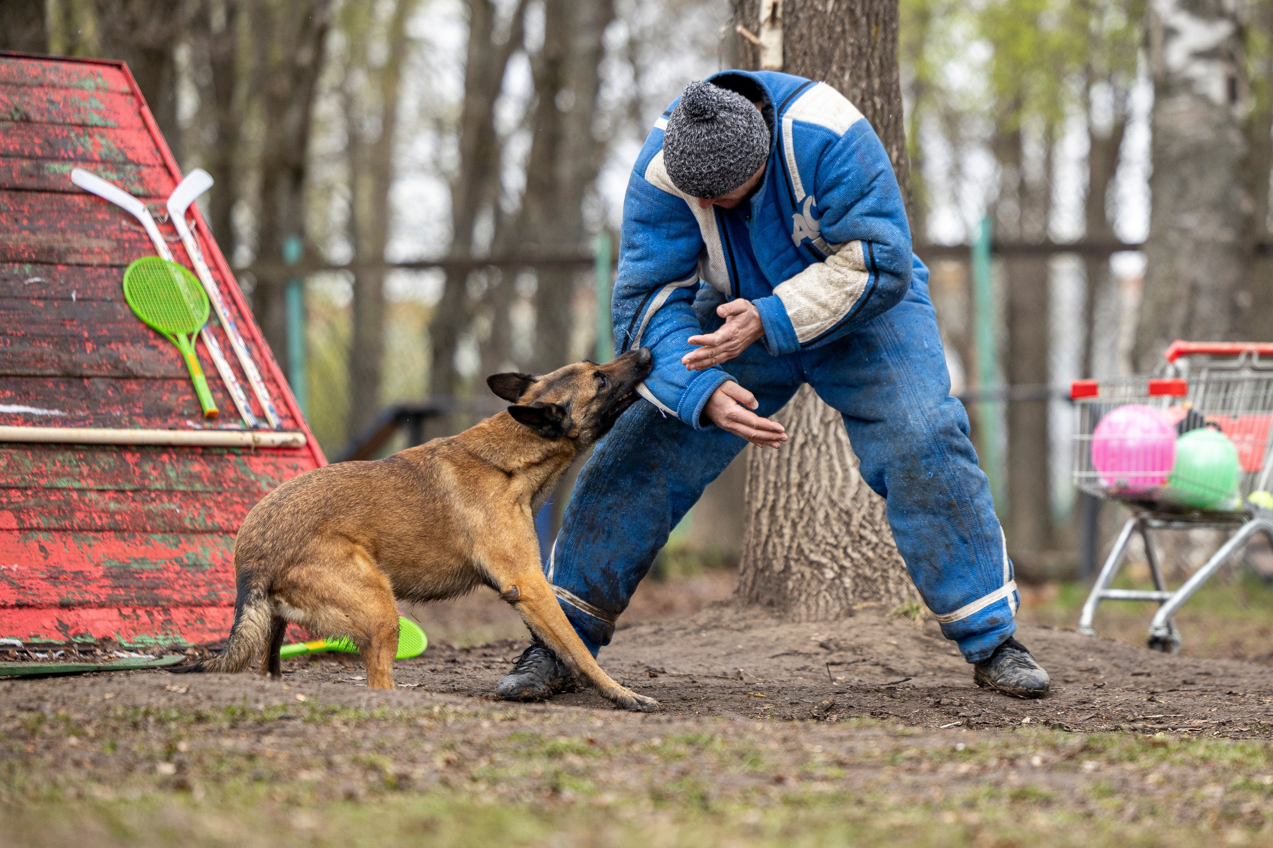 Квалификационные состязания по мондьорингу г. Вологда 11.05.24. Фотограф-анималист Анна Маринич