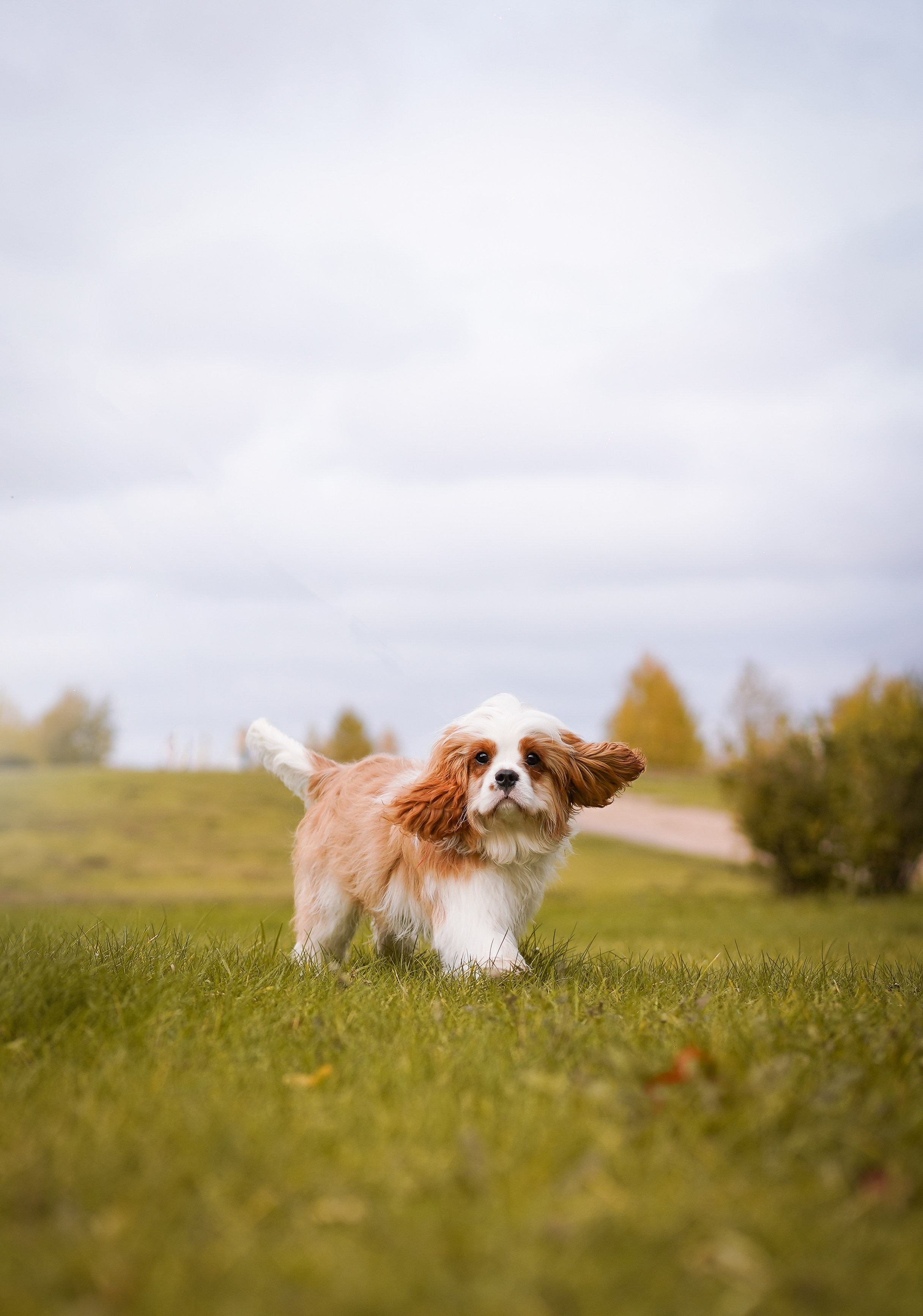 Катя Валера Саша и кавалерчики. Фотограф-анималист в Санкт-Петербурге Яна Мартынова