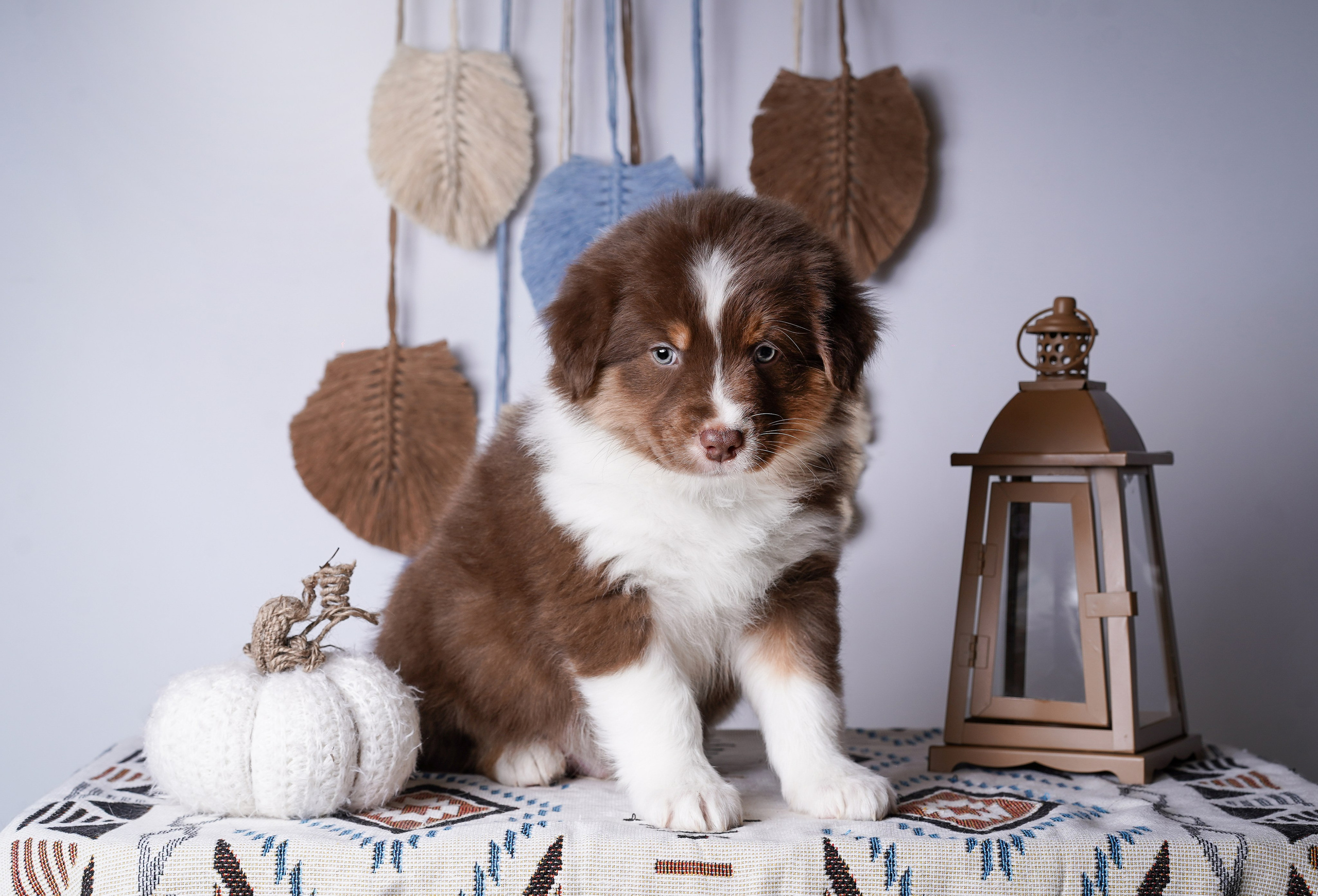 Щенки аусси. Фотограф-анималист в Санкт-Петербурге Яна Мартынова