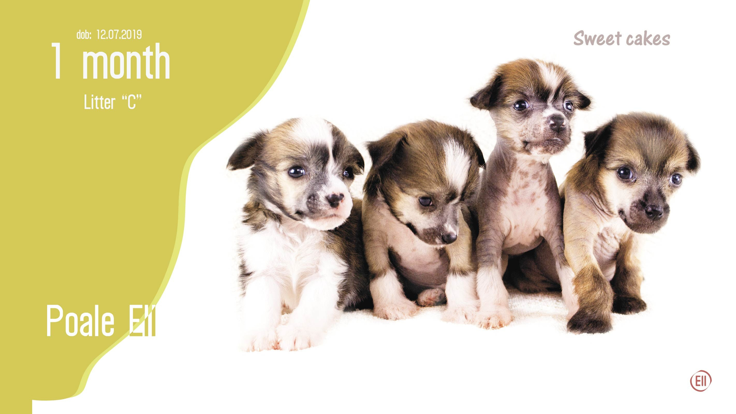 Litter C. Chinese Crested Dog Kennel Poale Ell