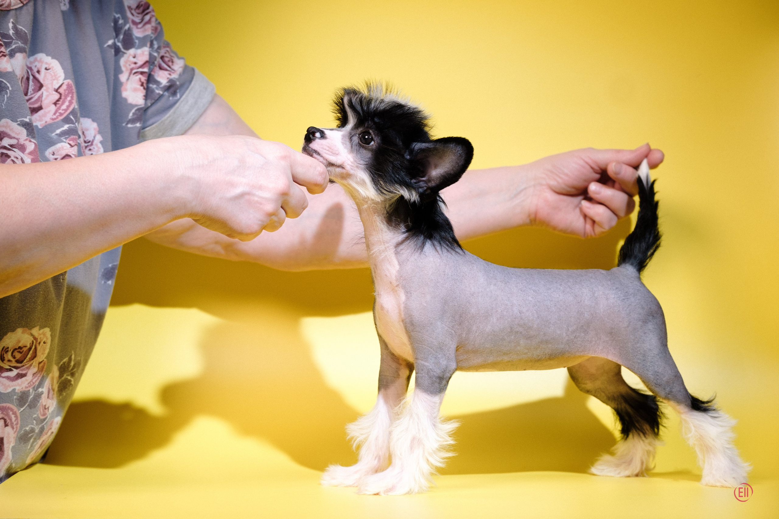 Poale Ell Dasha. Poale Ell Chinese Crested Dog Kennel: Buy a puppy from the kennel