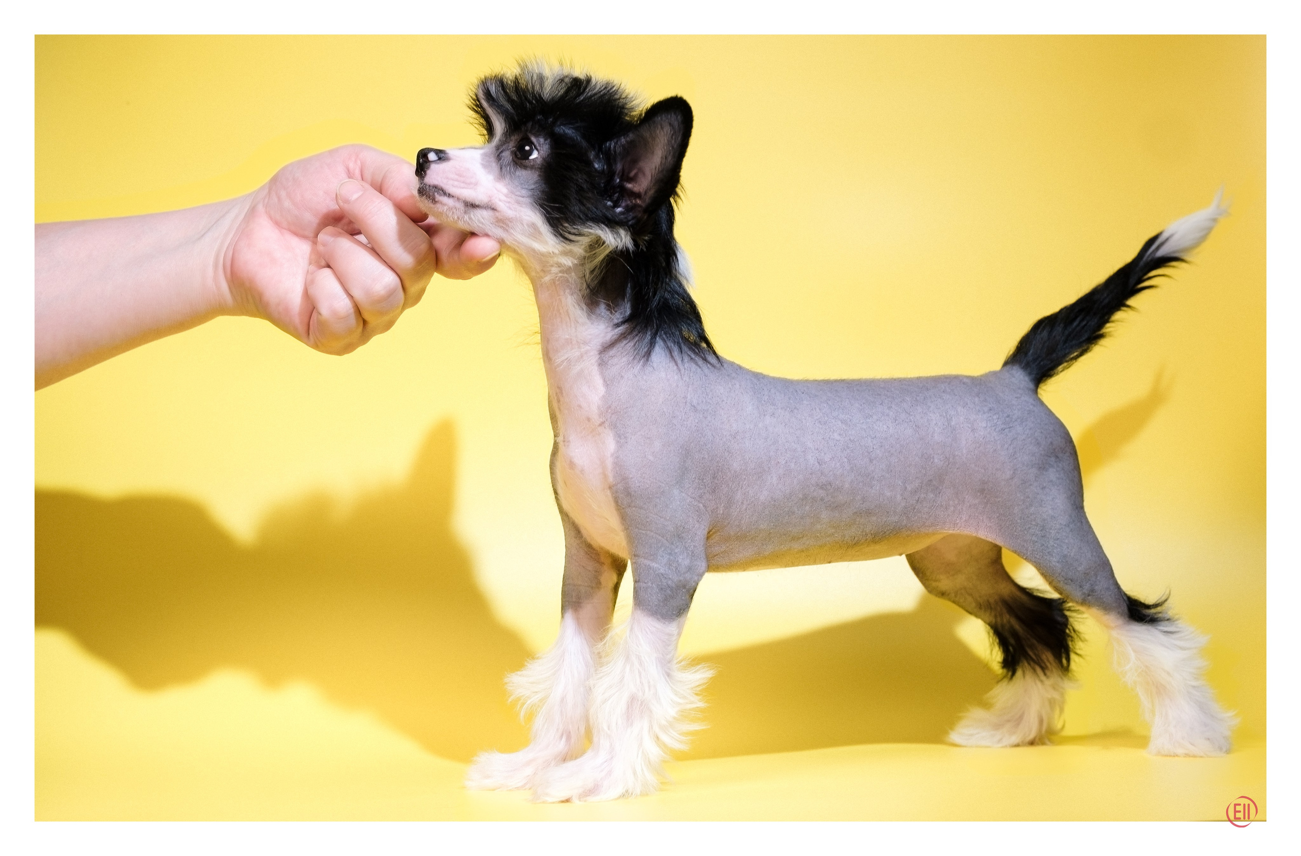 Poale Ell Dasha. Poale Ell Chinese Crested Dog Kennel: Buy a puppy from the kennel