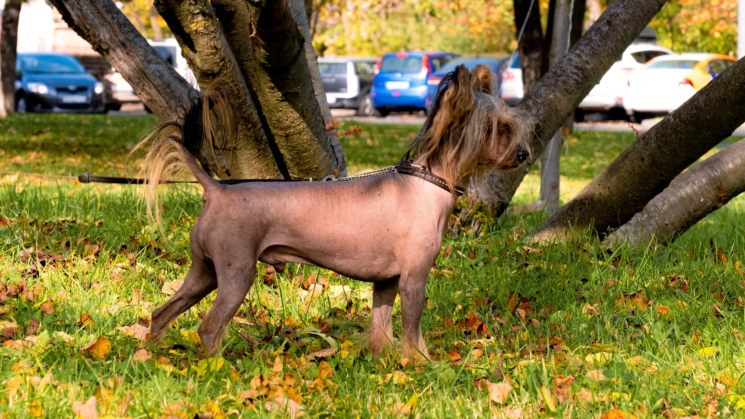 Poale Ell Adam. Poale Ell Chinese Crested Dog Kennel: Buy a puppy from the kennel