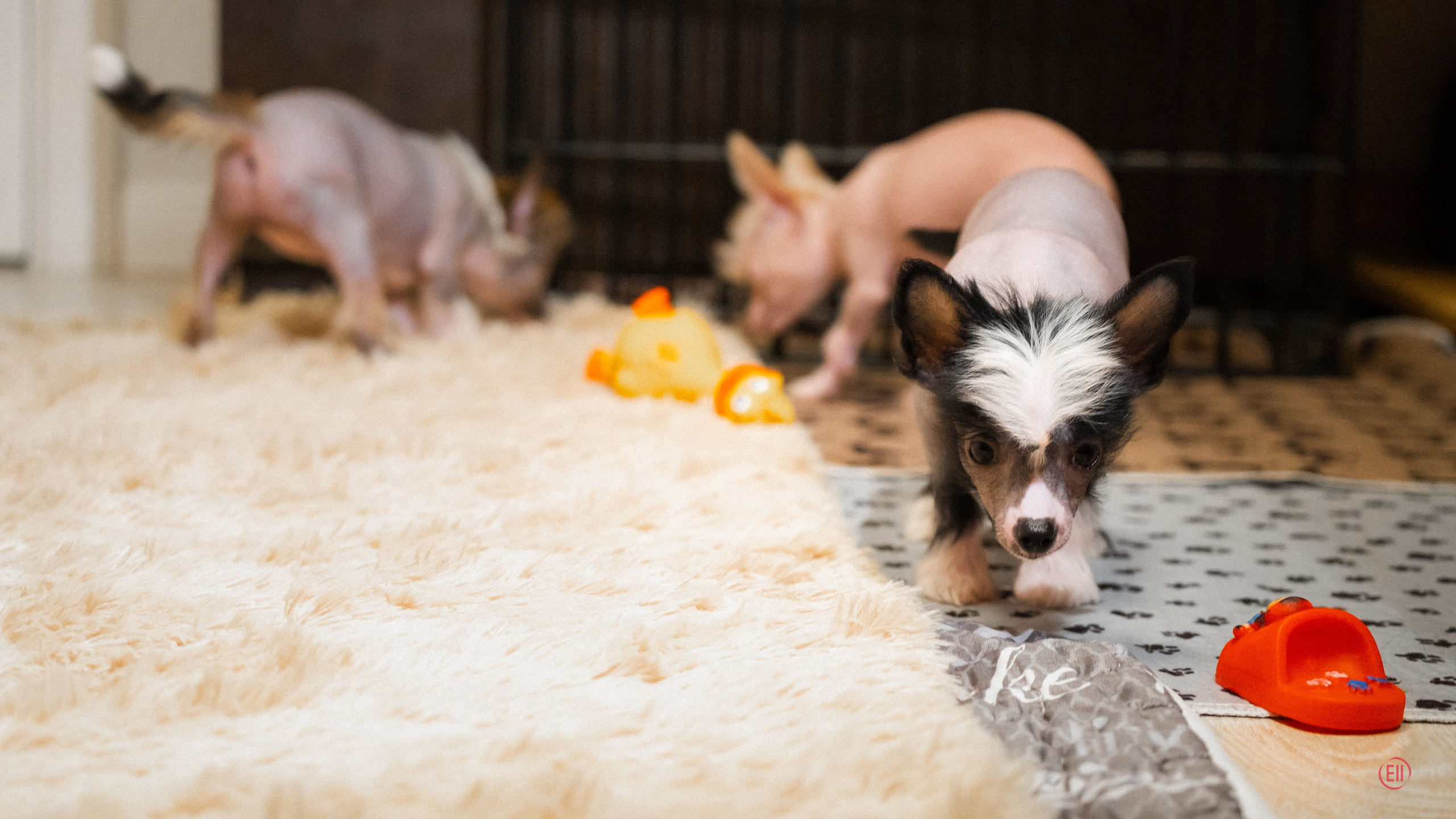 С наступающим 2026 Новым Годом!. Poale Ell Chinese Crested Dog Kennel: Buy a puppy from the kennel