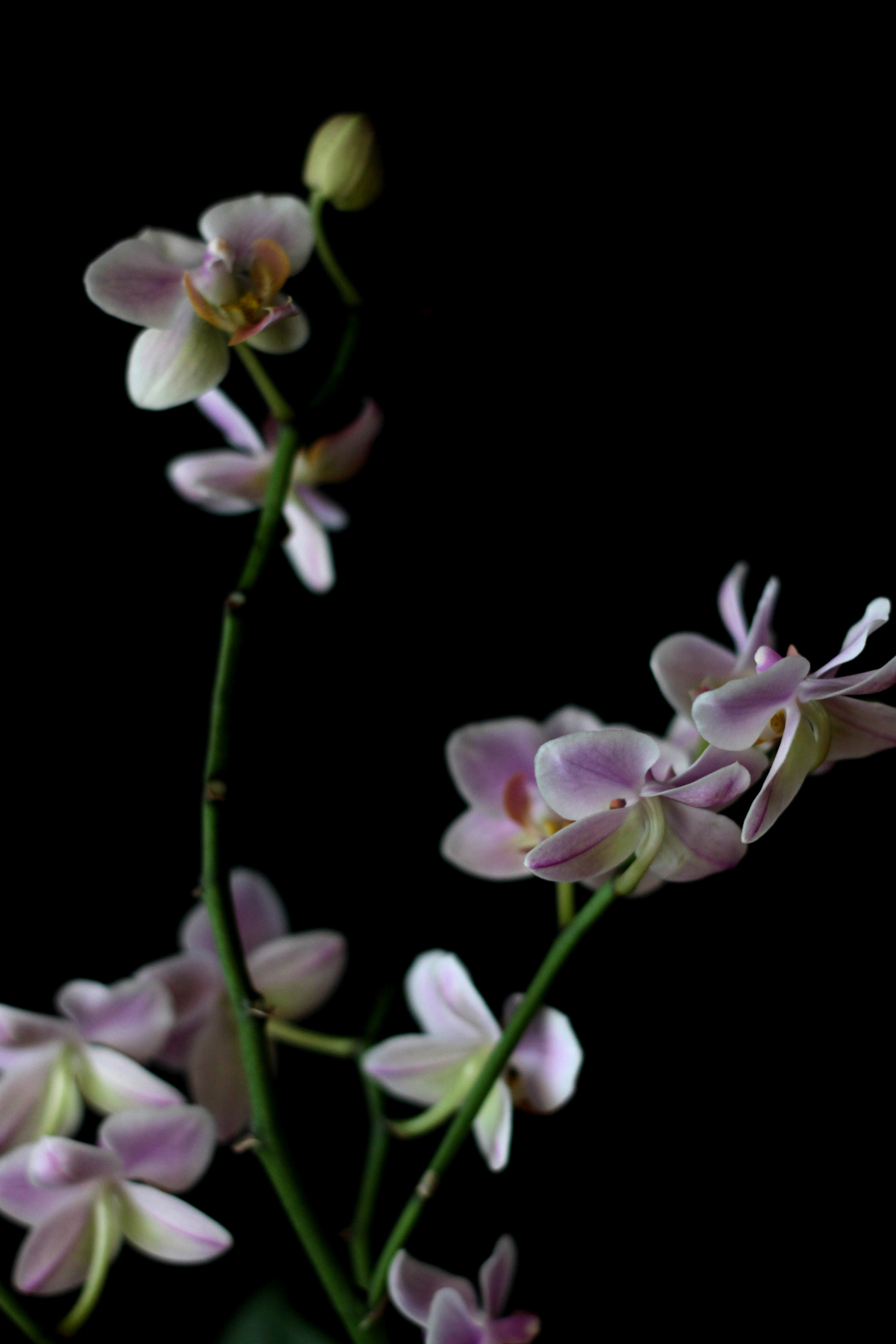 Предметная съемка. Ольга Ибатуллина