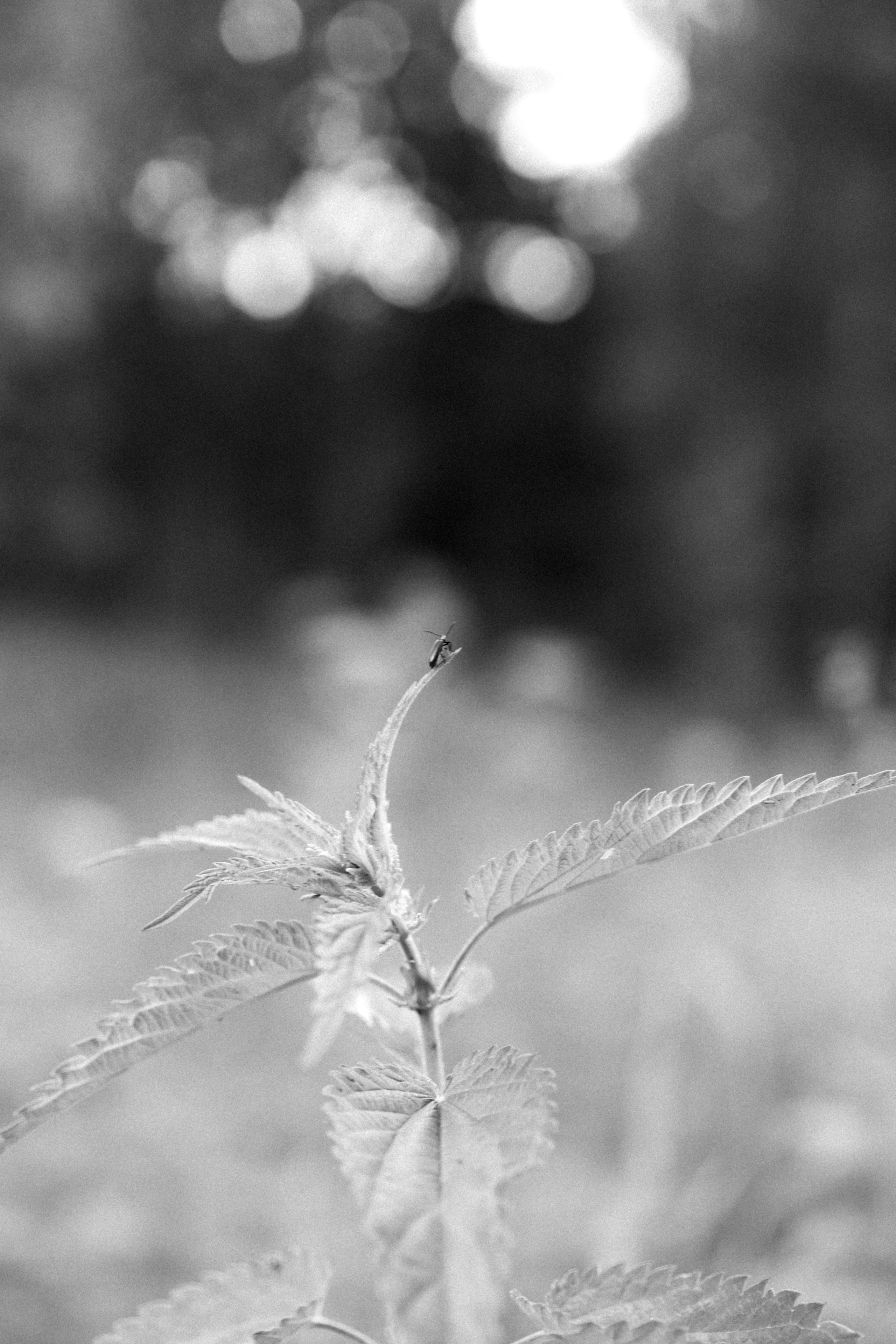 Лес. Veronika Popadeikina Photographer