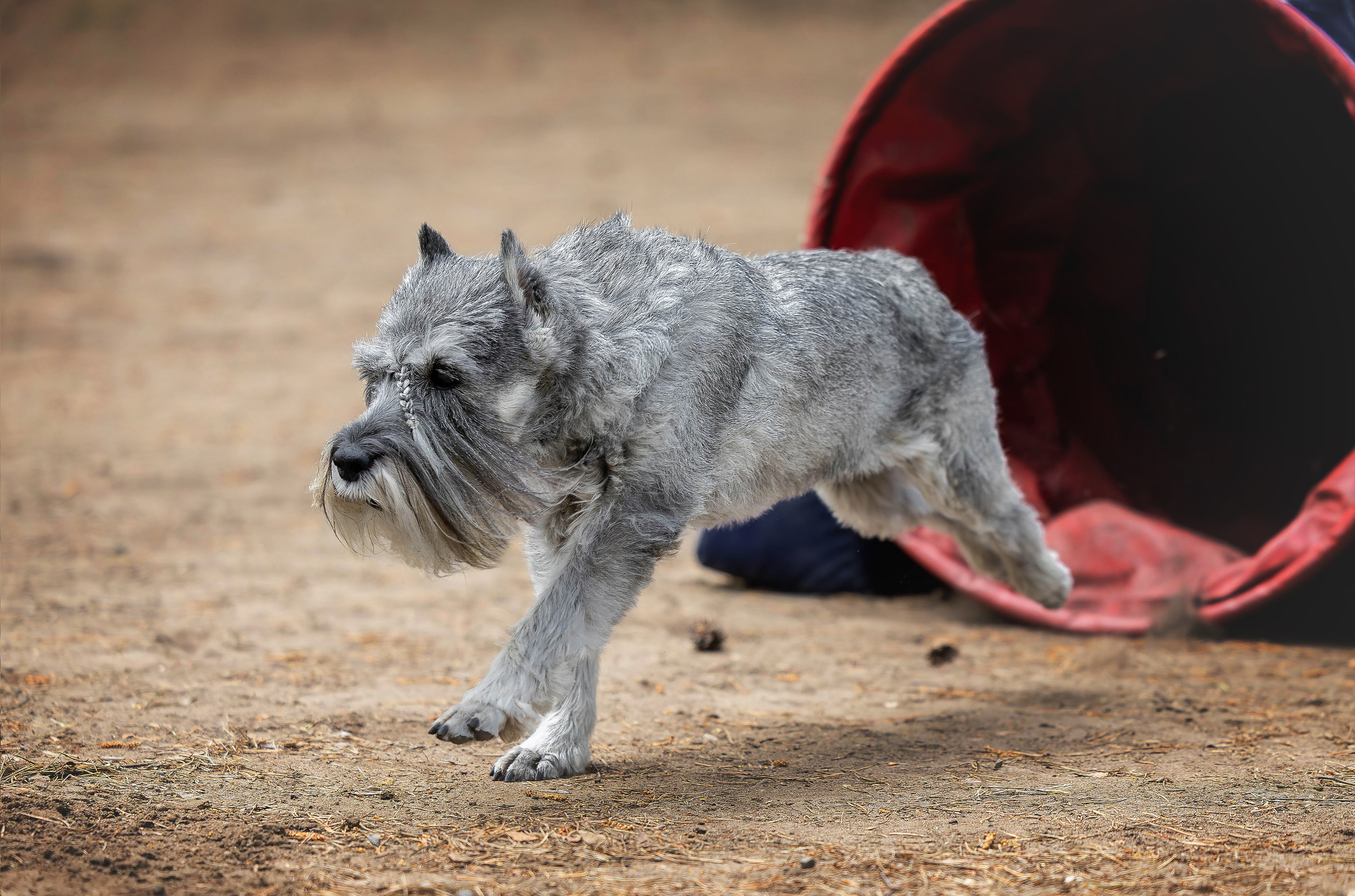 Тренировка аджилити. Фотограф Анималист в Перми Анастасия Остерман