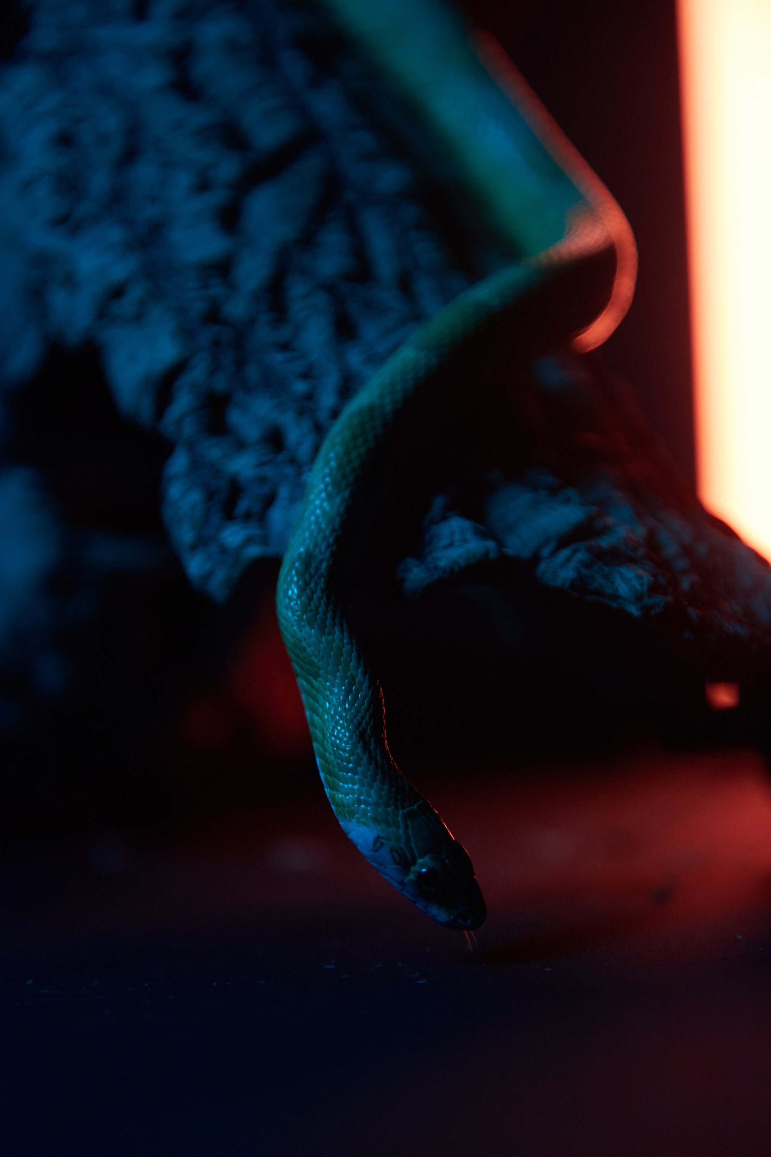 змея крупным планом.