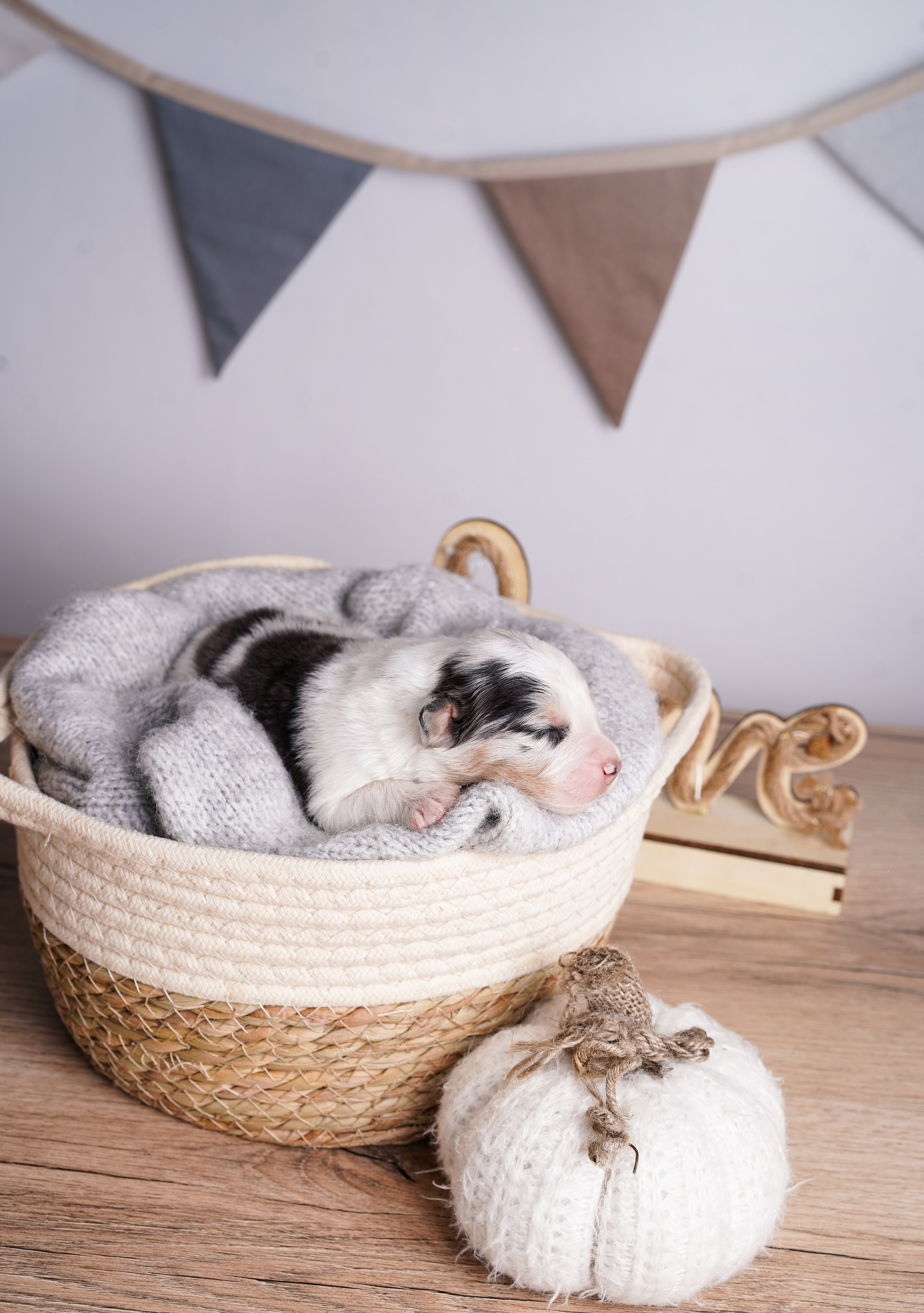 Щенки аусси. Фотограф-анималист в Санкт-Петербурге Яна Мартынова