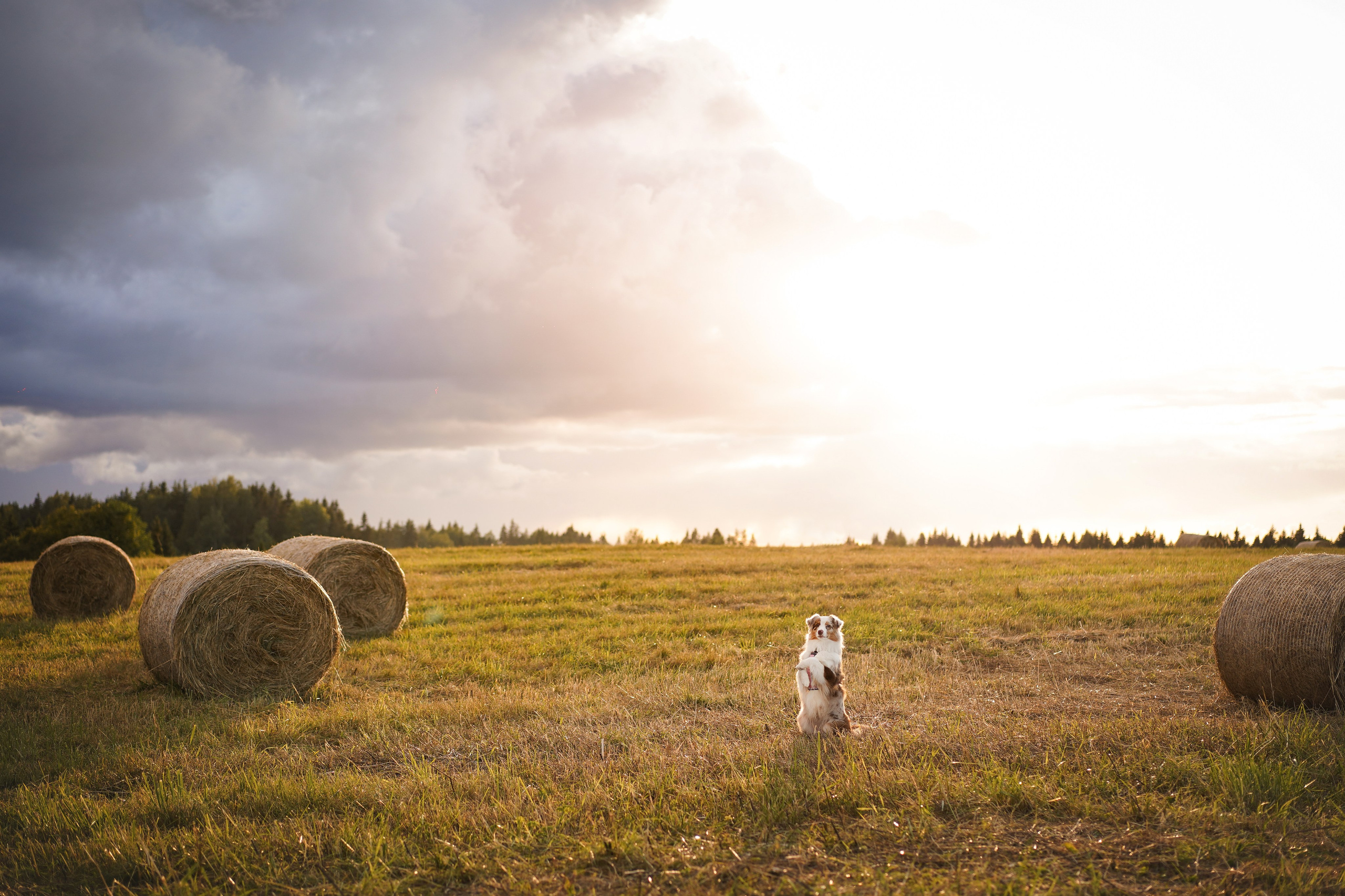 Панда и стога. Фотограф-анималист в Санкт-Петербурге Яна Мартынова