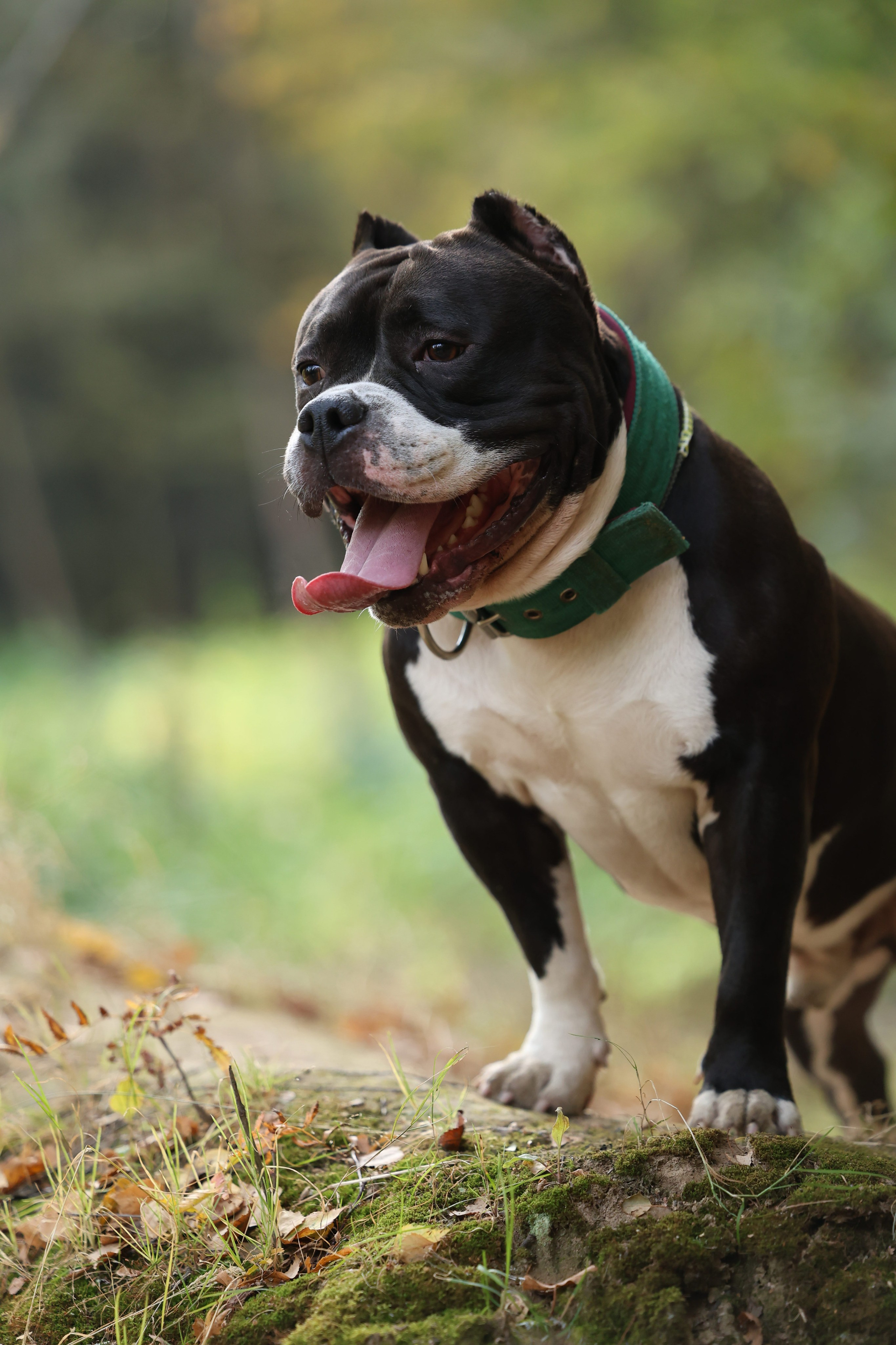 Бумер. Виктория Михайловская. Фотограф-анималист. Москва