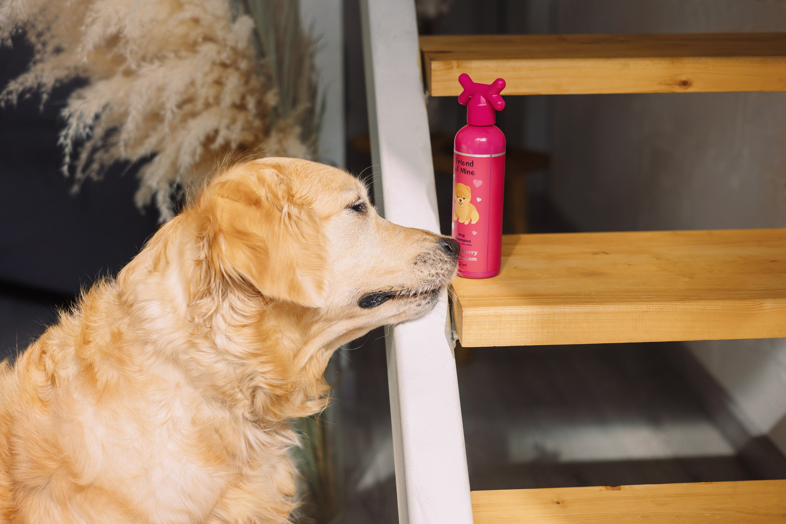 Магазин Friend of mine. Фотограф-анималист Елена Радченко, Москва