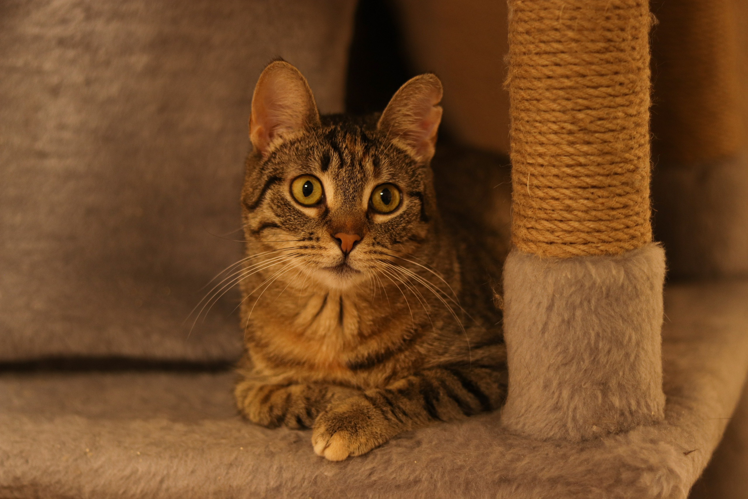 Петербургский дом кота (27 июня 2024). Ивентный фотограф в Санкт-Петербурге Олег Комков