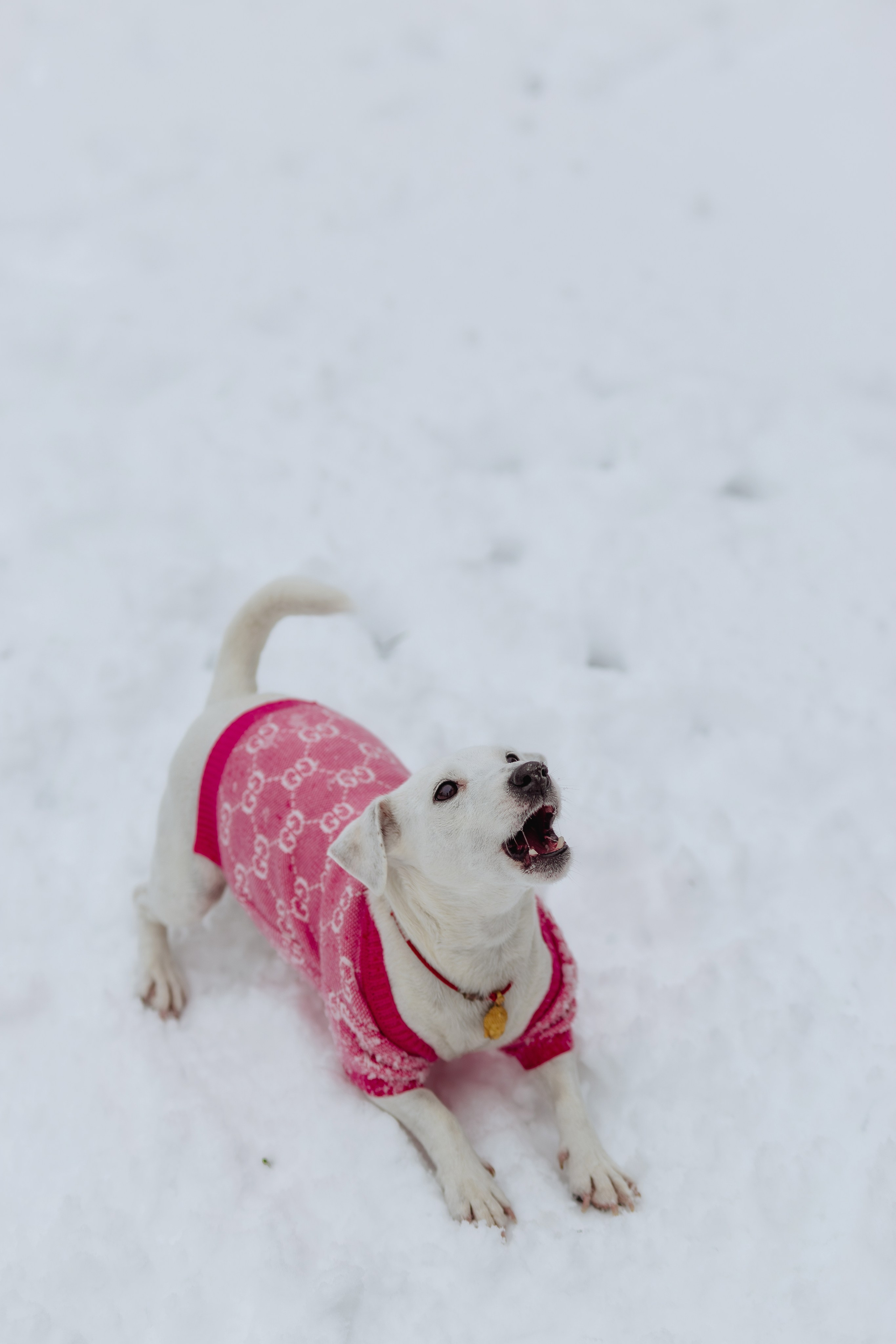 Домашняя. «NEW YEAR». Фотограф Москва / Балашиха