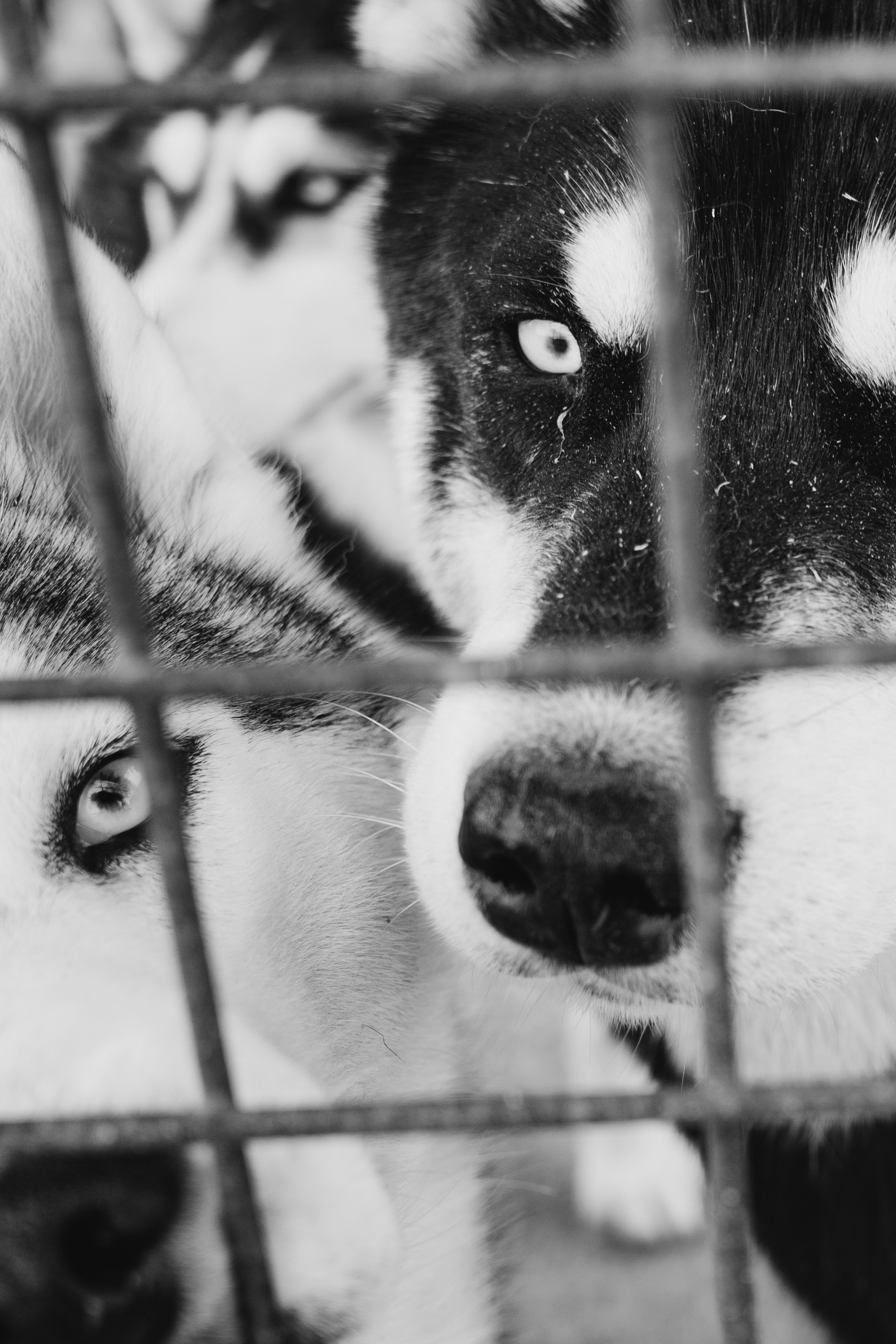 Собаки. Фотограф Александр Тихонов