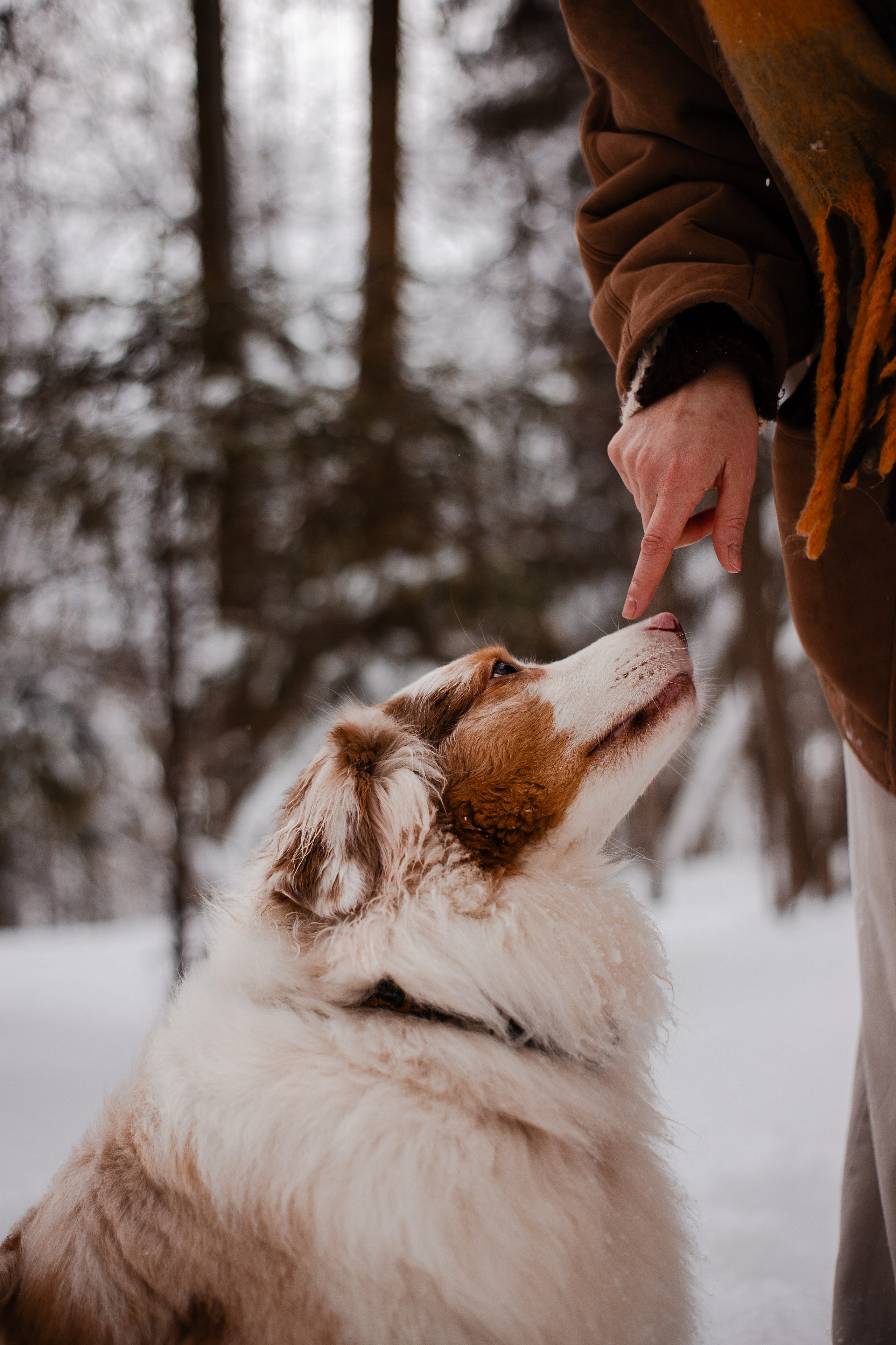 Юля и Ума. Фотограф-анималист Мария Баркевич | Москва