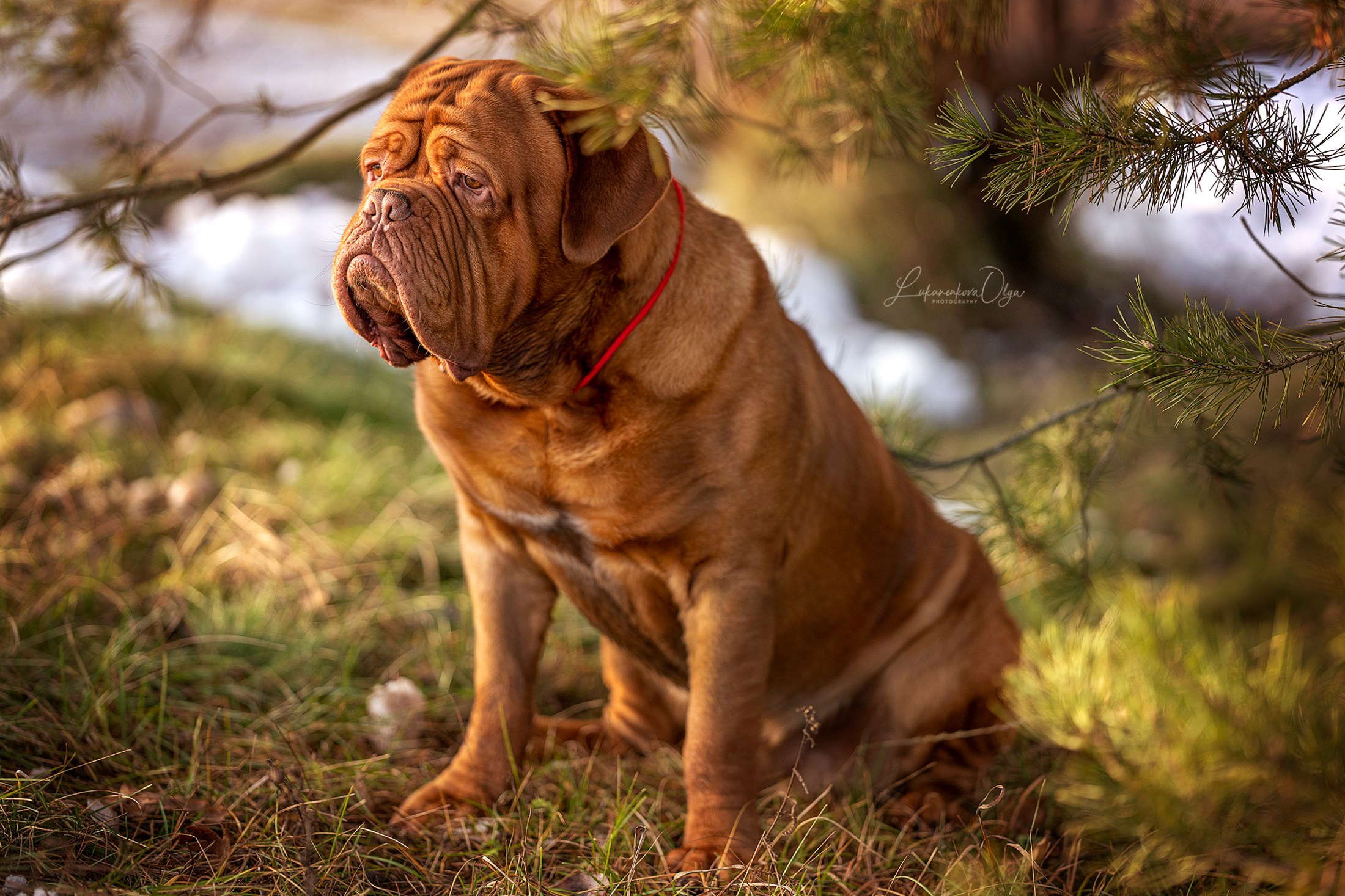 Боррдосы. Фотограф анималист Ольга Луканенкова в Москве