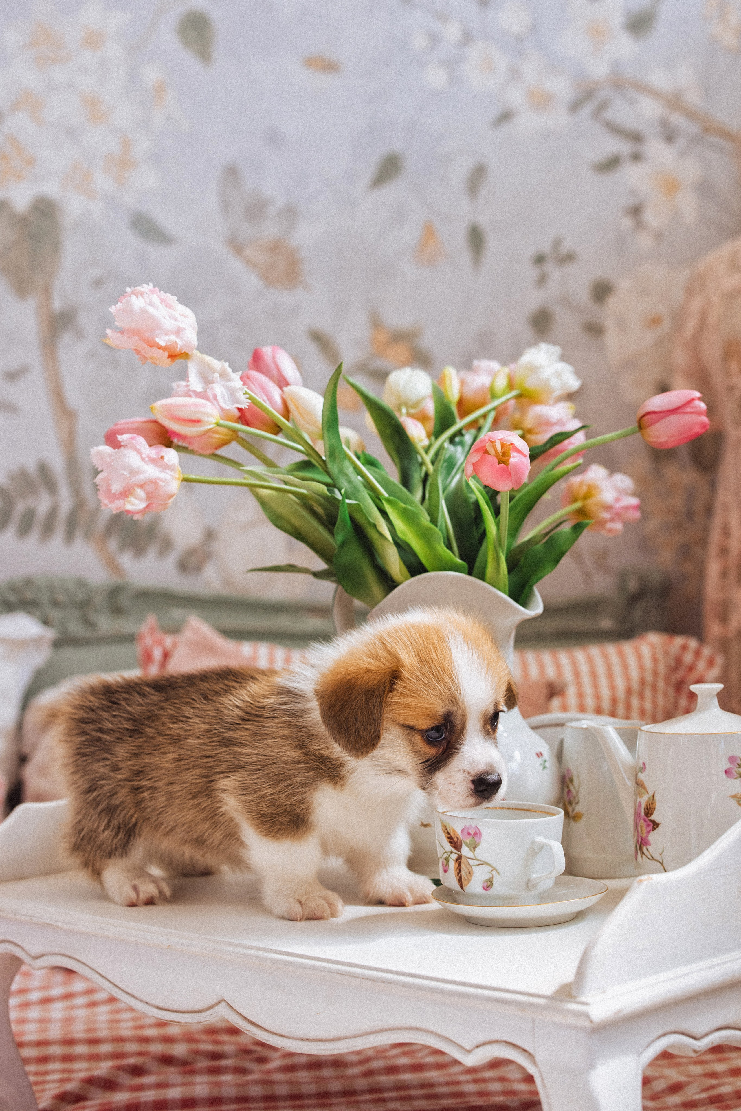 Фотосессия с щенками Корги, в фотостудии Ольги Сурухановой, город Краснодар. Семейный и детский фотограф в Краснодаре Анна Трашкова