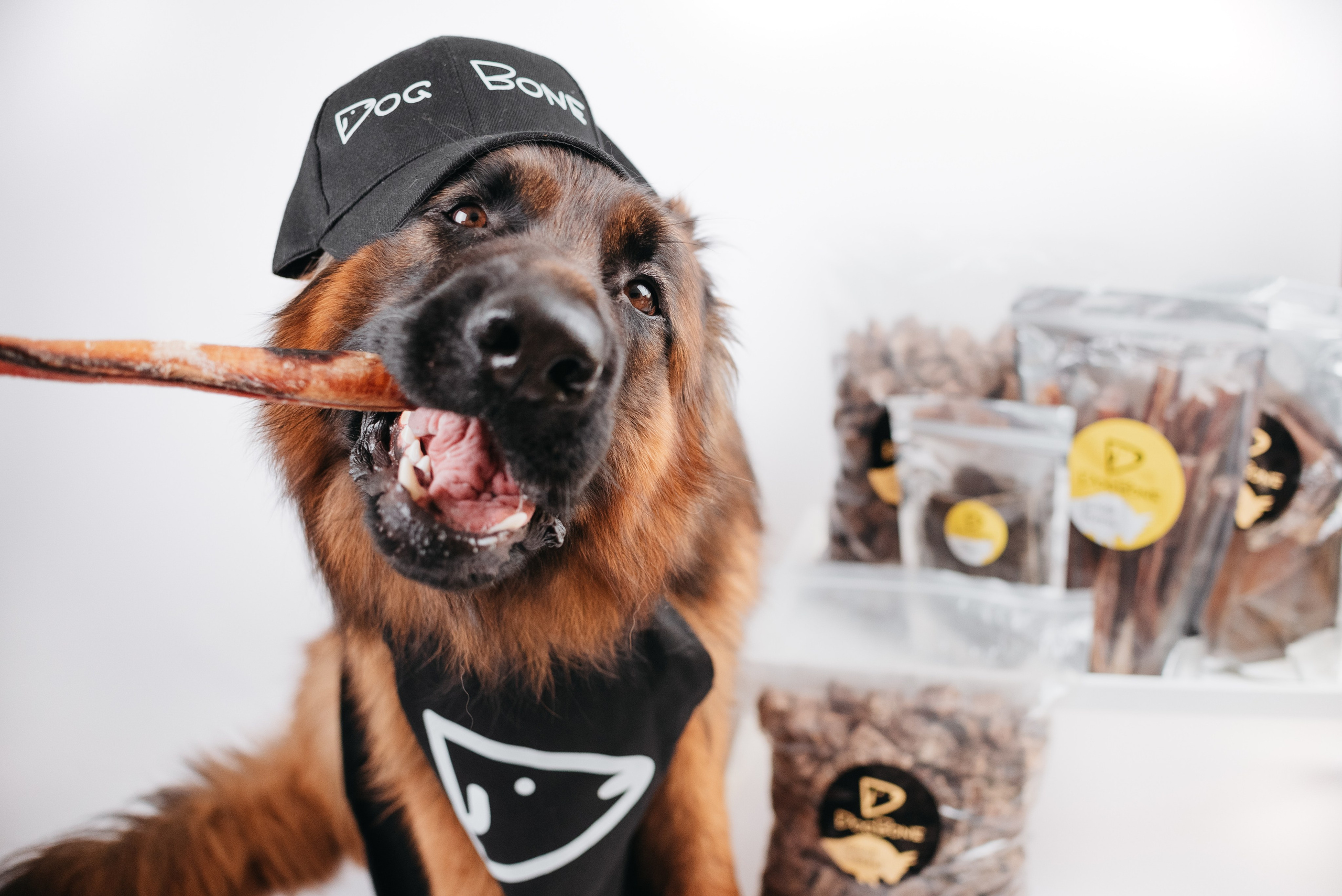 Dog Bone контент. Фотограф-анималист Валерия, Москва, Мытищи