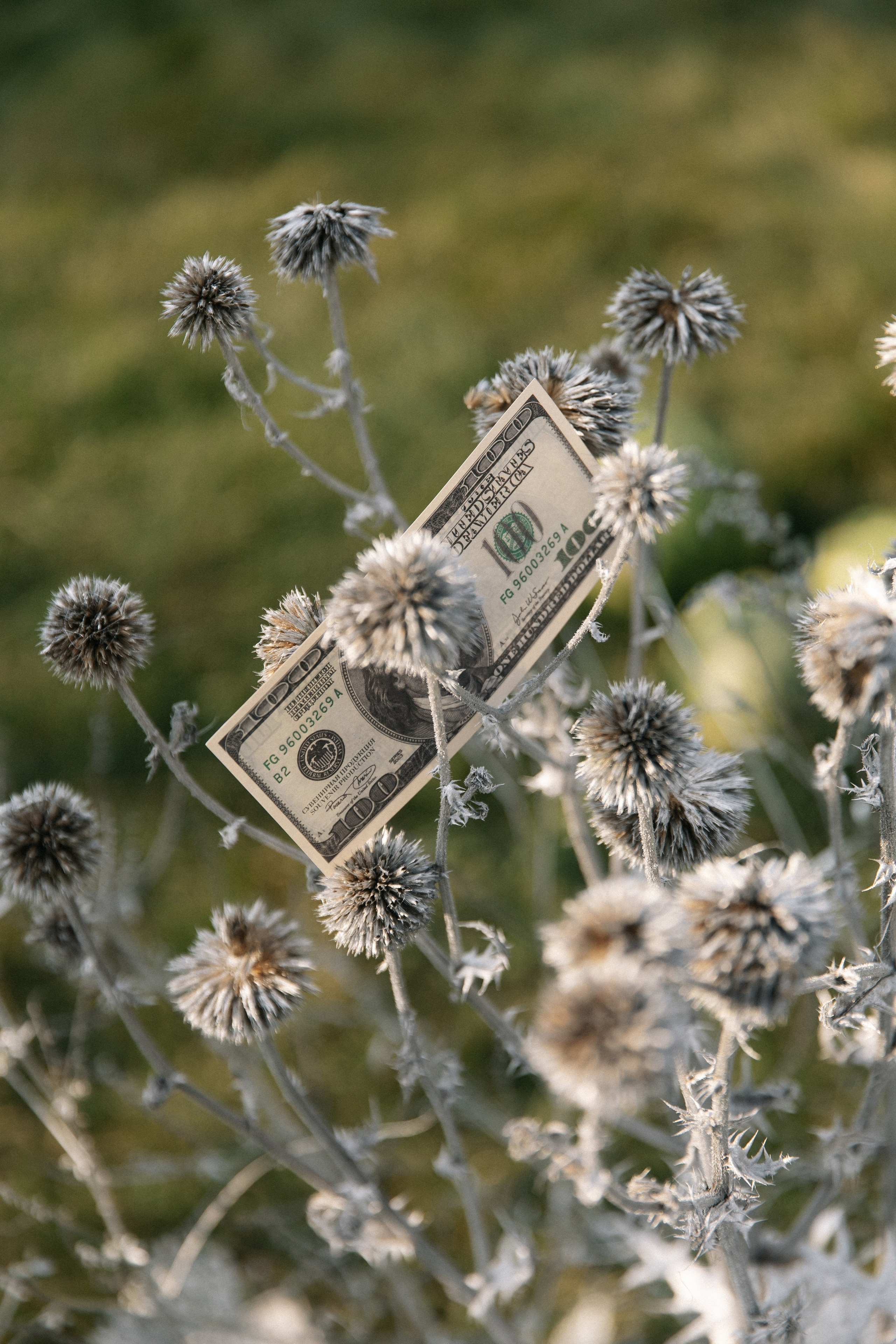 Дыня или арбуз?. Свадебный фотограф Алина Хабарова