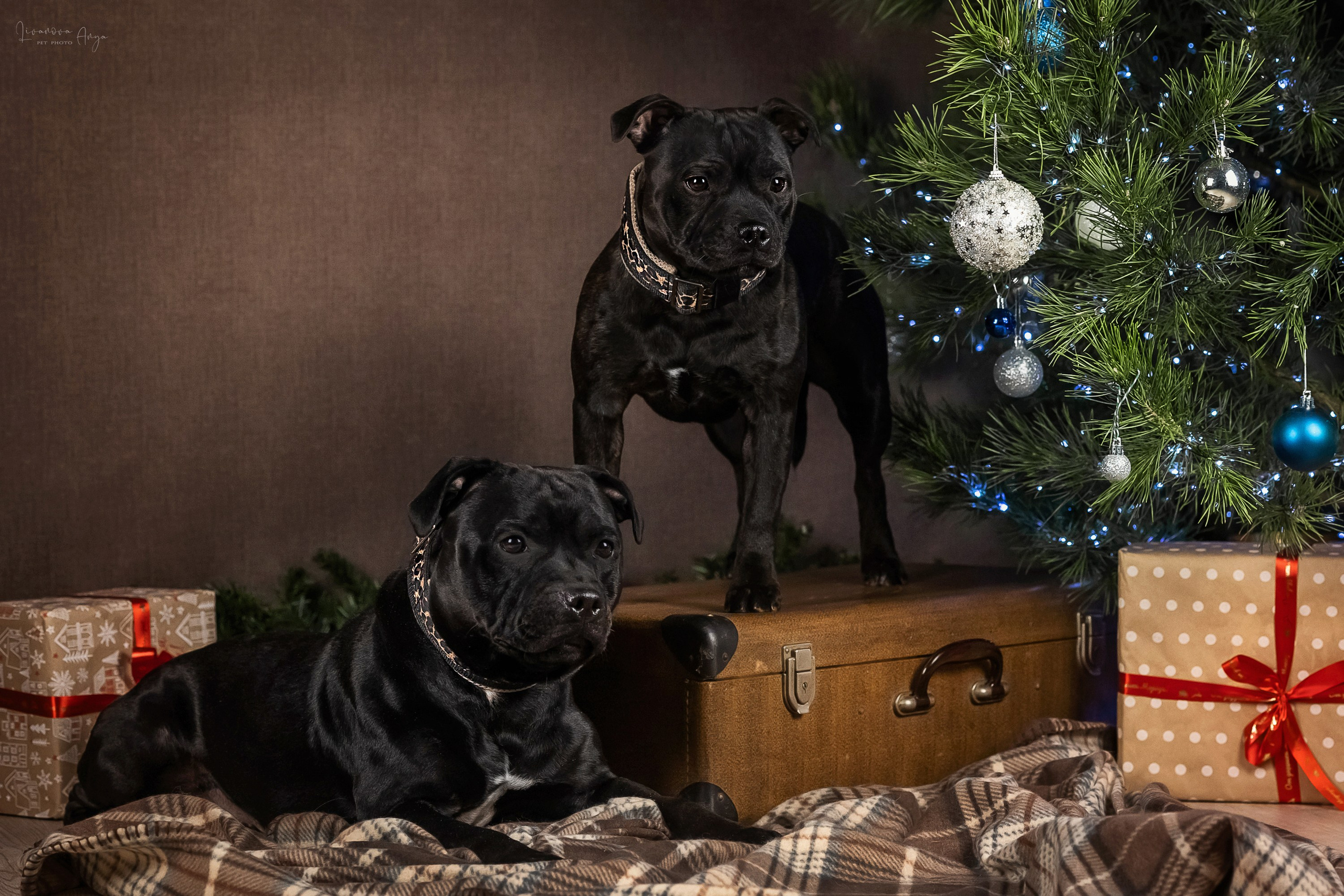 Фотодень_3 2025. Фотограф анималист Аня Ливанова | Рыбинск