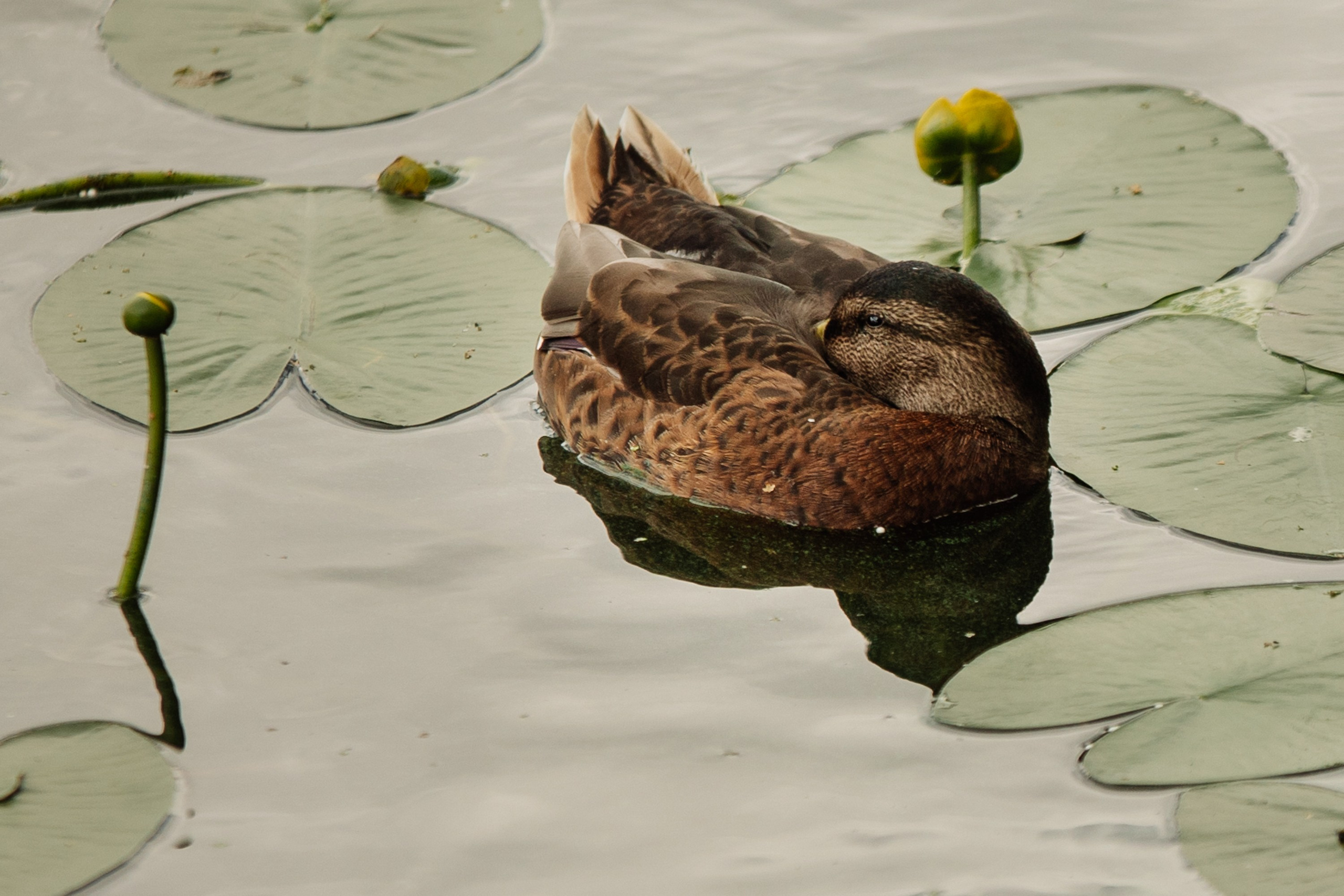 Яхт Клуб PROyachting. Регата. Репортажный фотограф. Москва. Алина Ланская