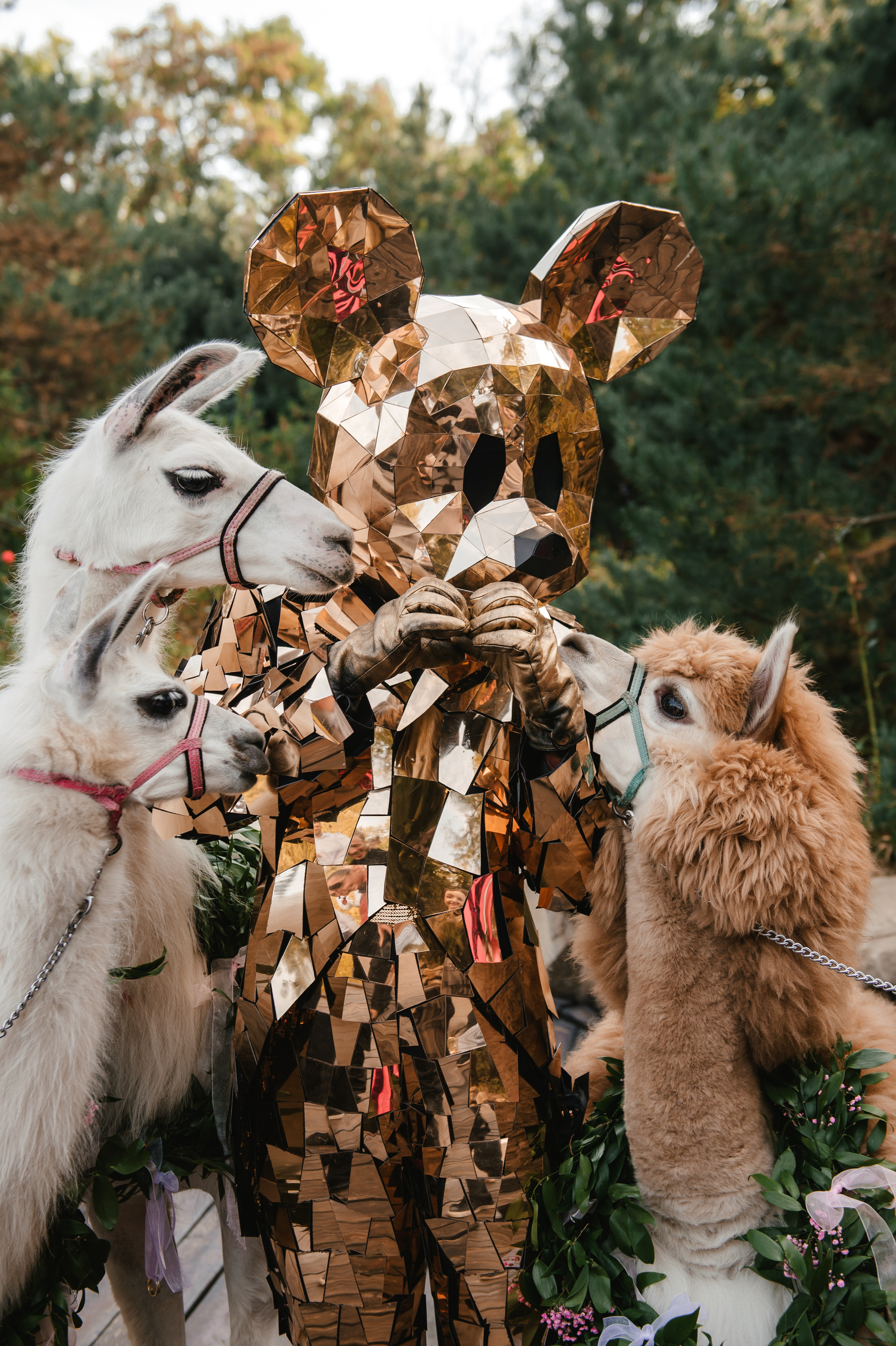 Семен и Анна. Свадебный организатор в Ростове-на-Дону Яснов Роман
